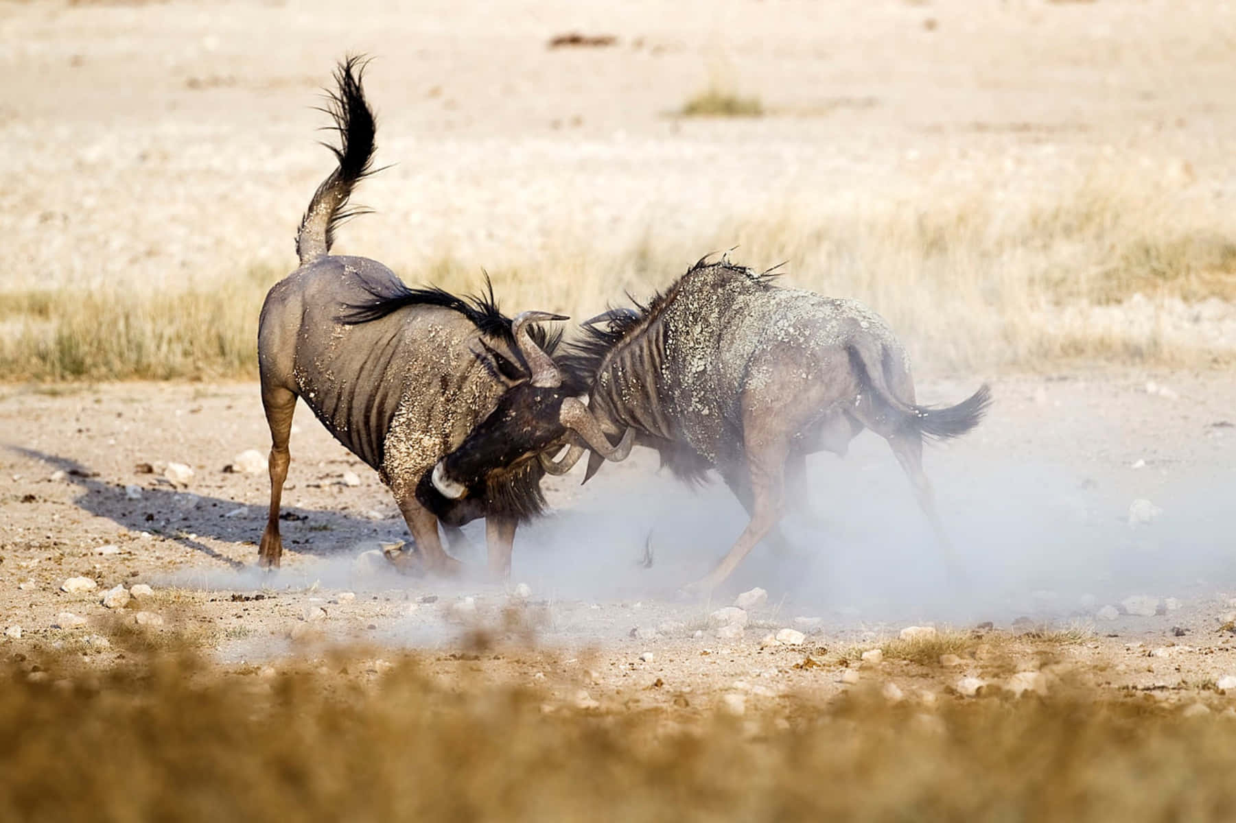 Wildebeest, dusty savanna clearing, clash horns, HD Desktop Wallpaper