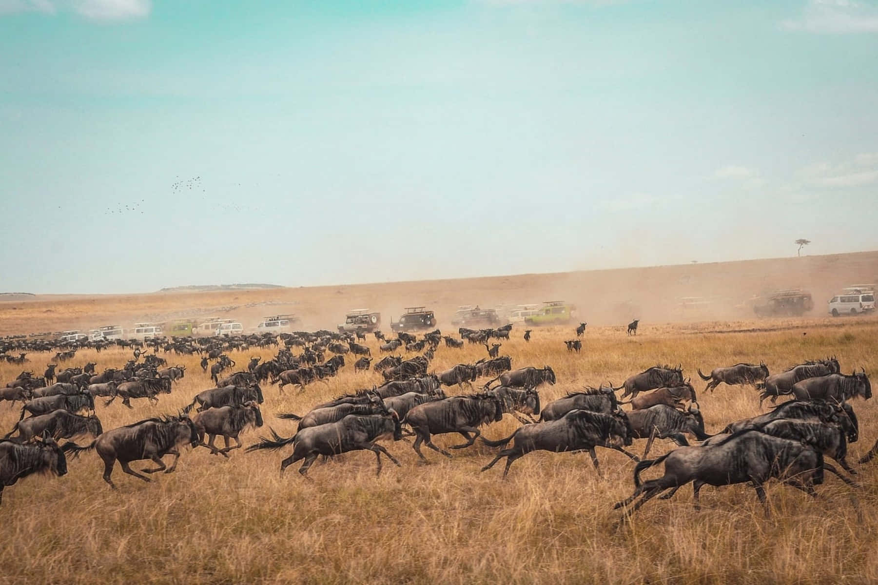 wildebeest, golden savanna, safari vehicles, HD Desktop Wallpaper