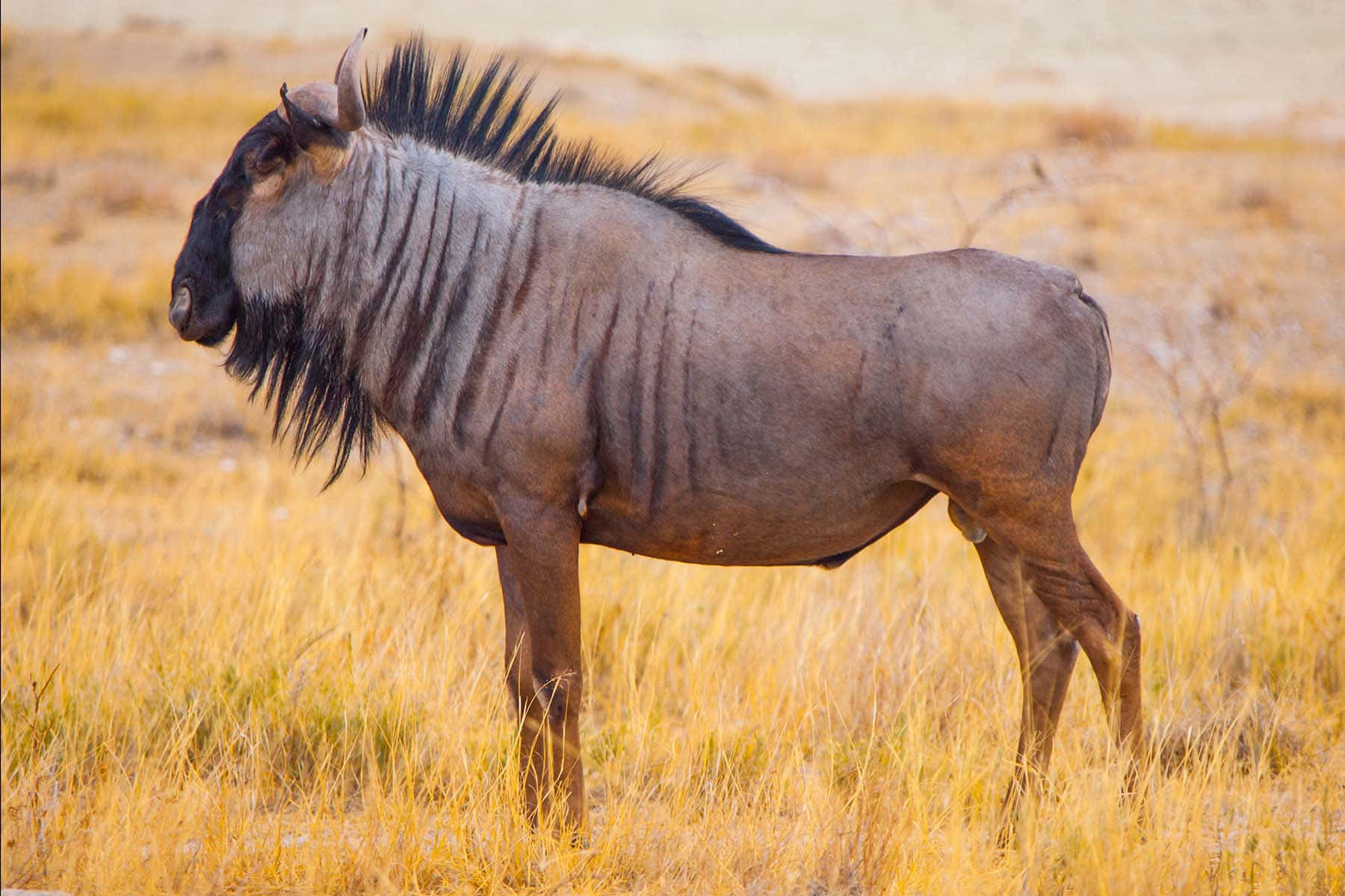 blue wildebeest, savannah grassland, golden grass, HD Desktop Wallpaper