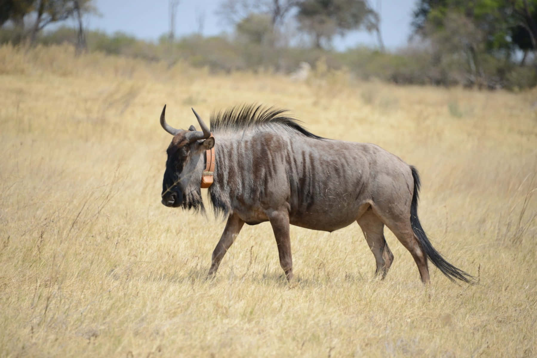 wildebeest, savannah grasslands, red collar, HD Desktop Wallpaper