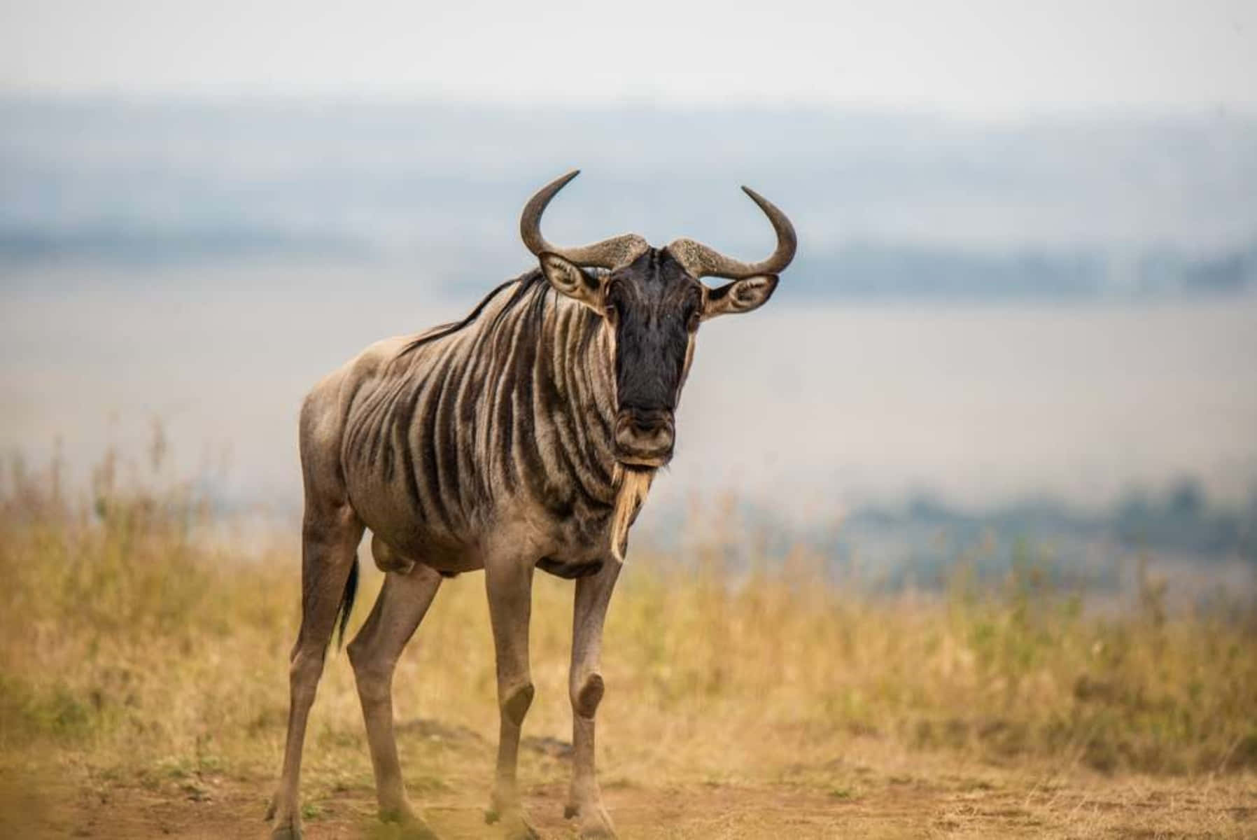 wildebeest, golden savanna, striped coat, HD Desktop Wallpaper