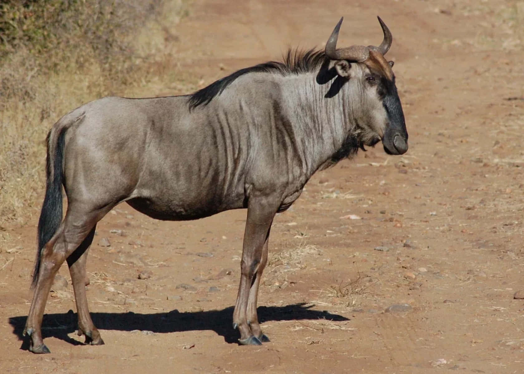 wildebeest, dirt road, sunlit, HD Desktop Wallpaper
