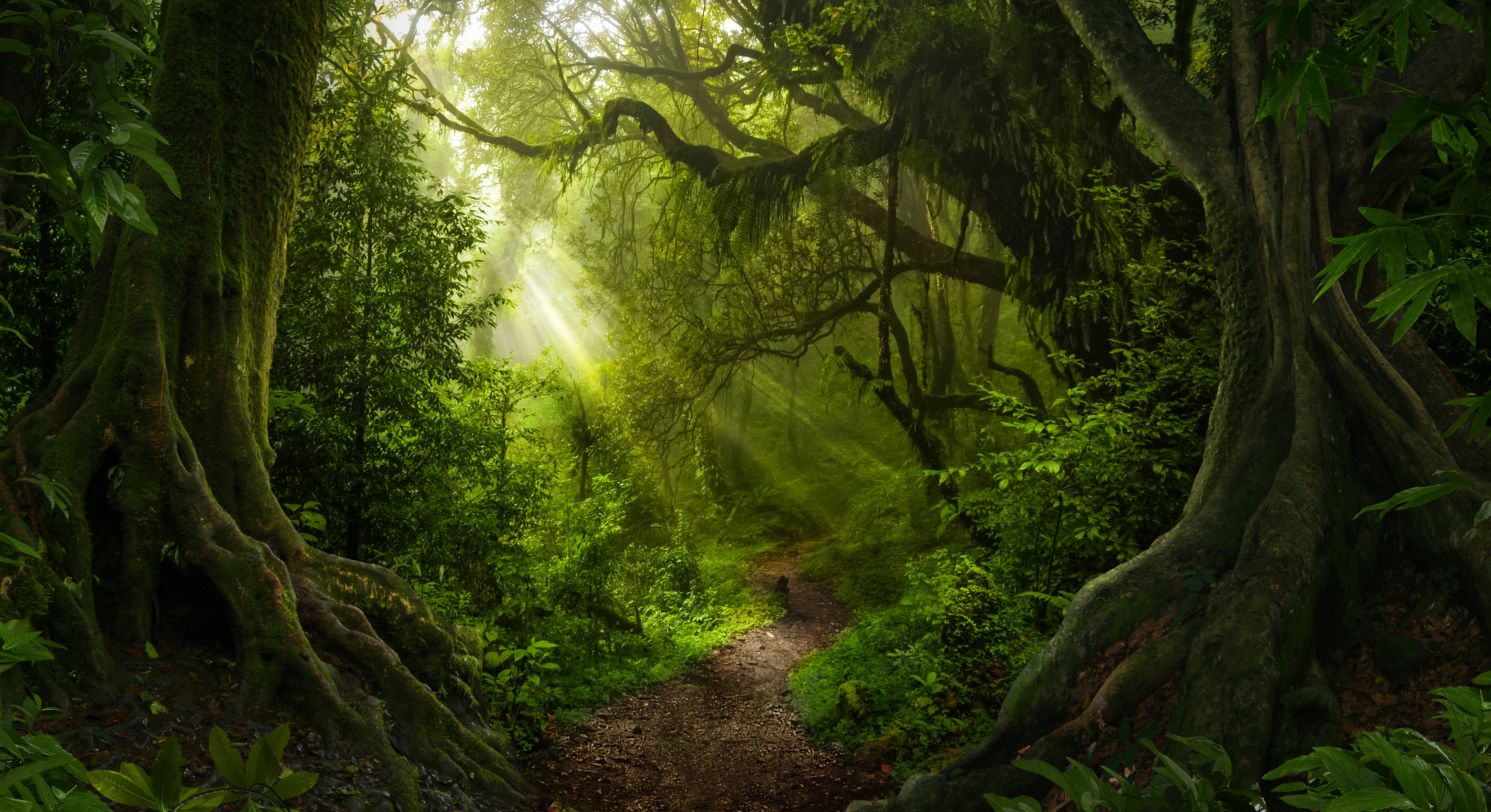 Rainforest Heart, sunlight beams, ancient mossy trees, 5K Desktop Wallpaper