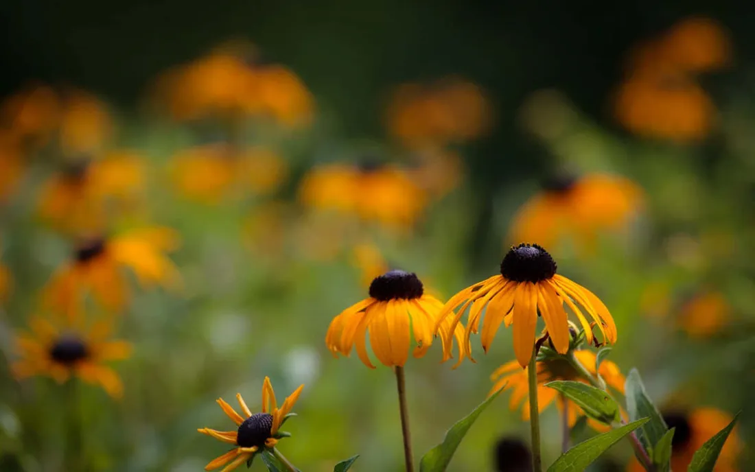 Wildflower