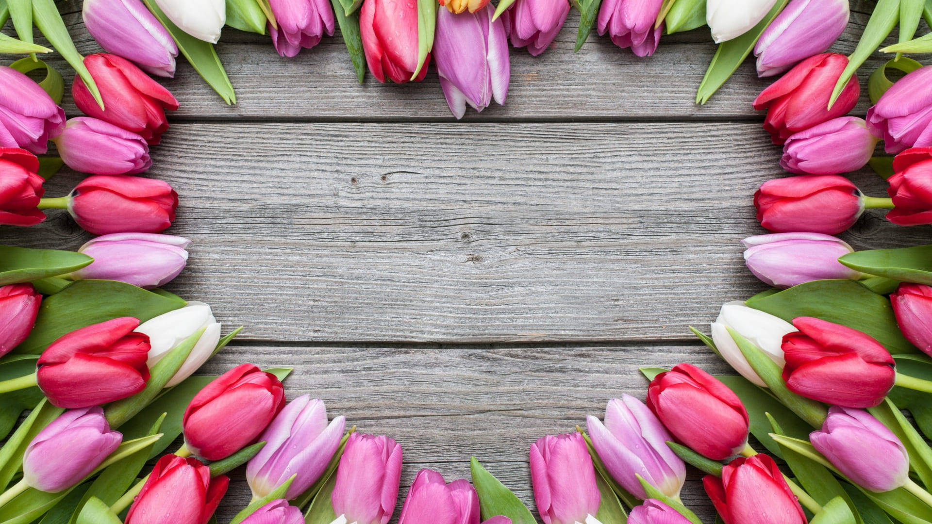 tulips, wildflower, pink, Full HD Desktop Wallpaper