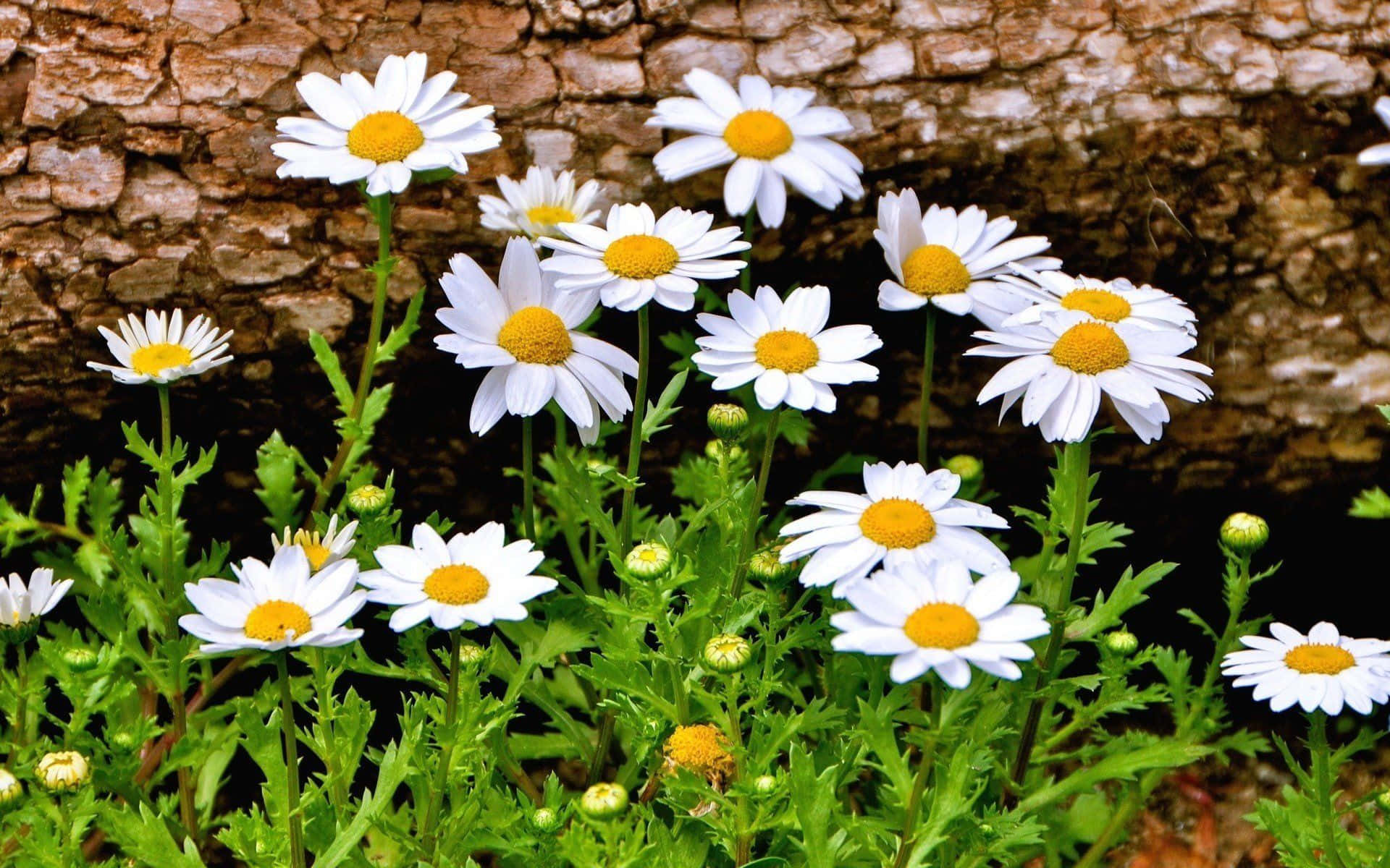 Aesthetic Daisy, white daisies, yellow centers, Full HD Desktop Wallpaper