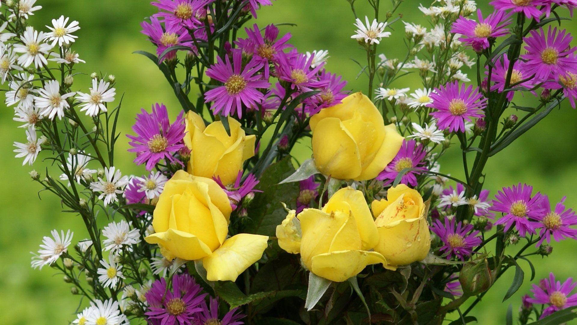 yellow rose, purple daisies, white daisies, Full HD Desktop Wallpaper