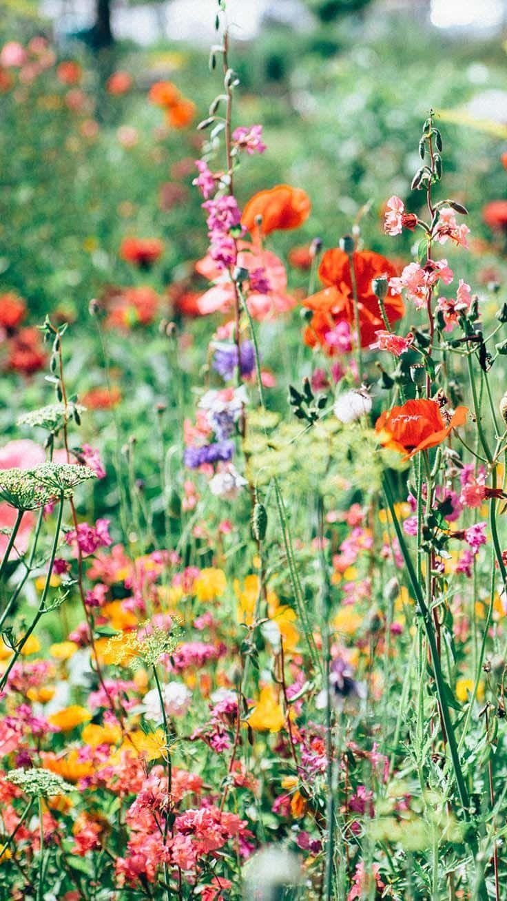 colorful meadow of wildflowers, red pink yellow and purple, sunlit meadow, HD Phone Wallpaper
