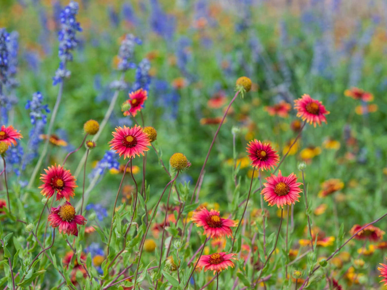Wildflower, pink, orange, HD Desktop Wallpaper