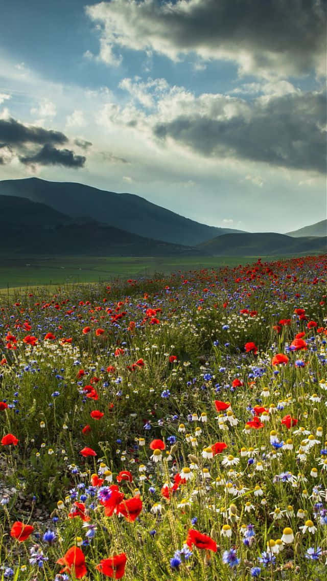 red poppies, white daisies, blue cornflowers, SD Phone Wallpaper