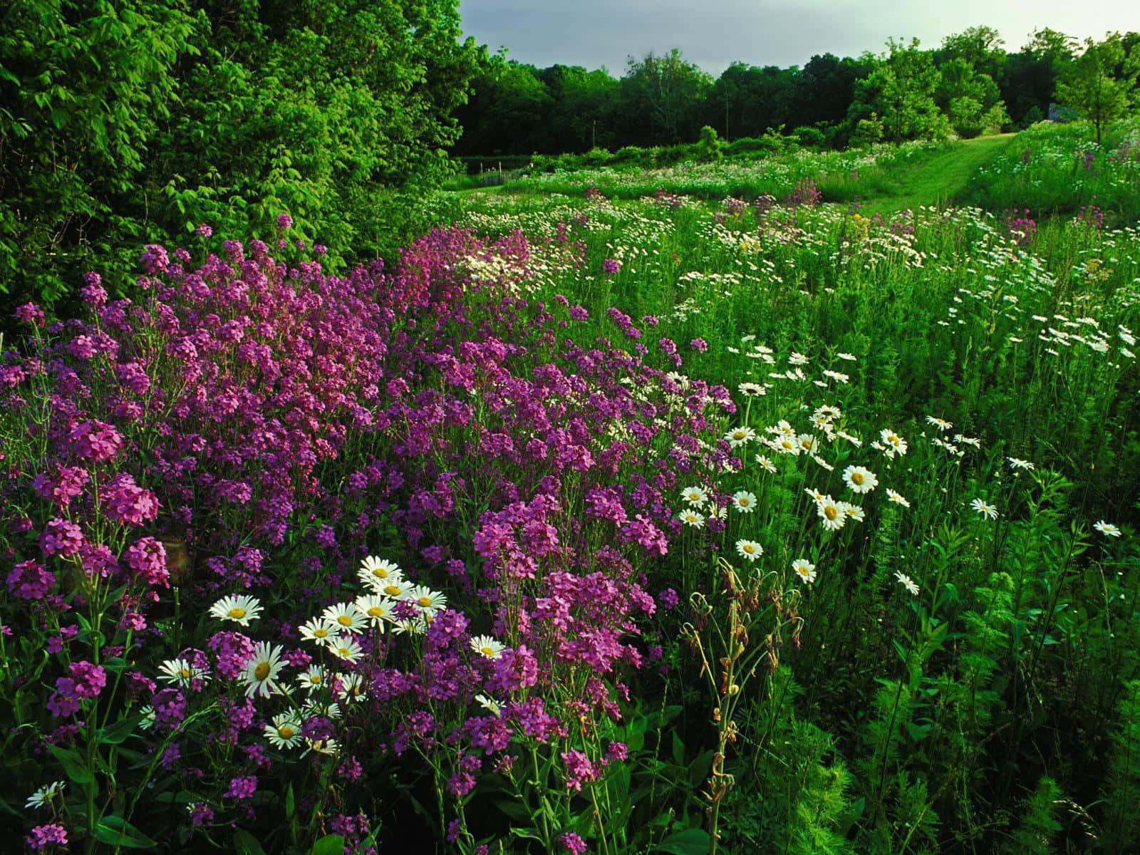 blossoming meadow, vintage wildflowers, purple wildflowers, HD Desktop Wallpaper