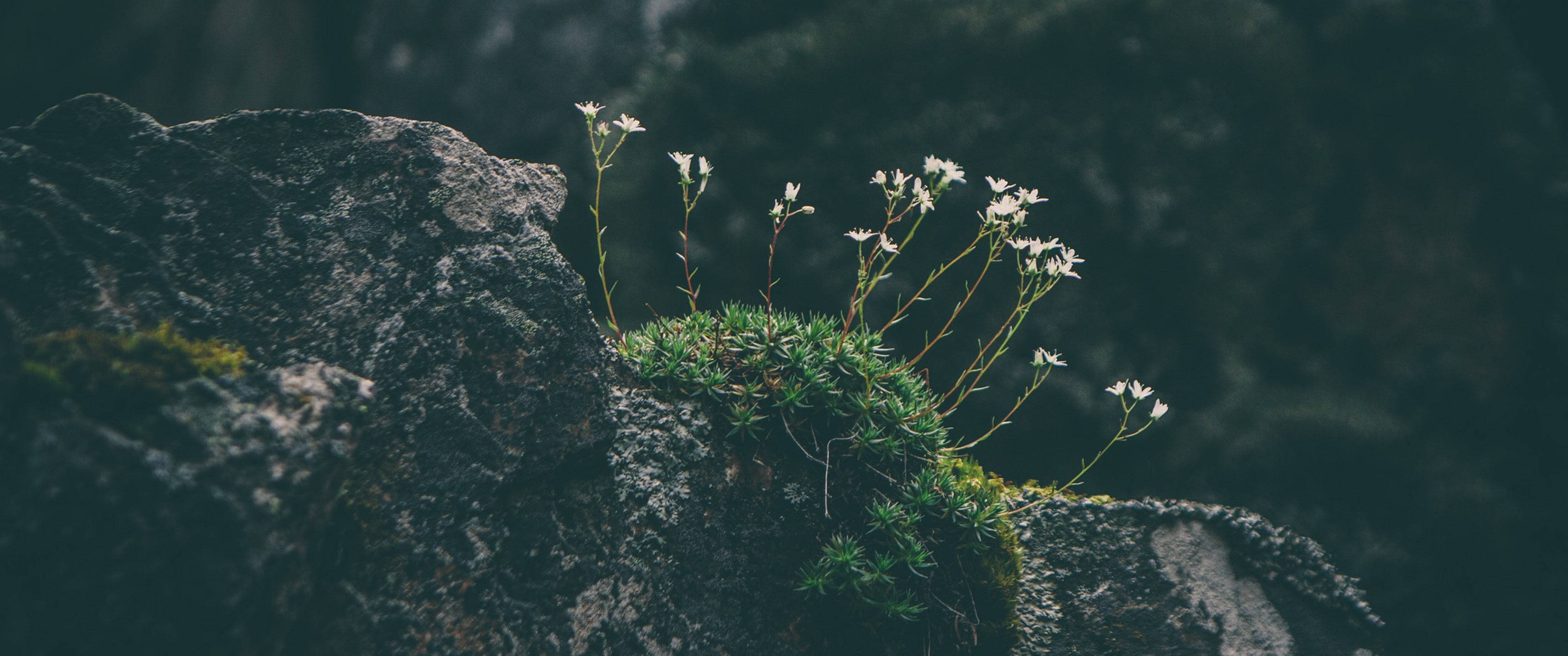 ultra wide 4k, wildflower, mossy rocks, 2K Desktop Wallpaper