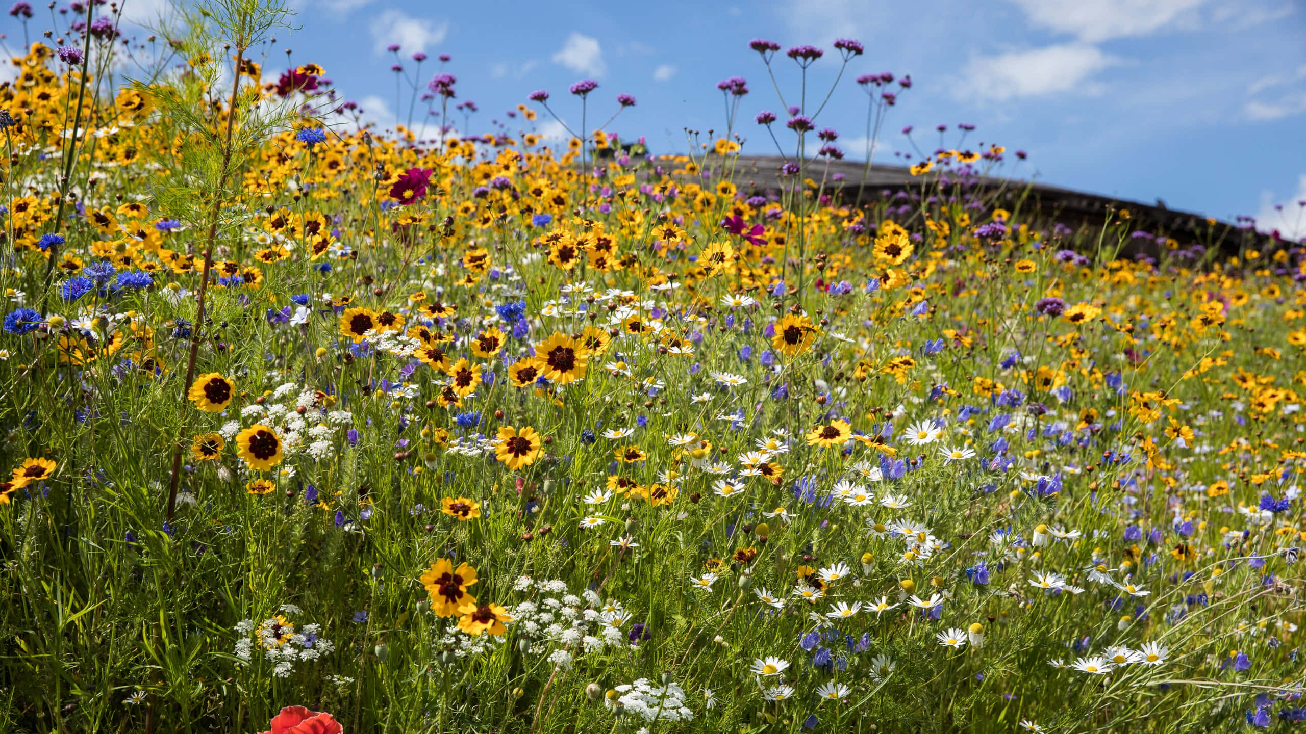 yellow sunflowers, white daisies, purple wildflowers, 2K Desktop Wallpaper