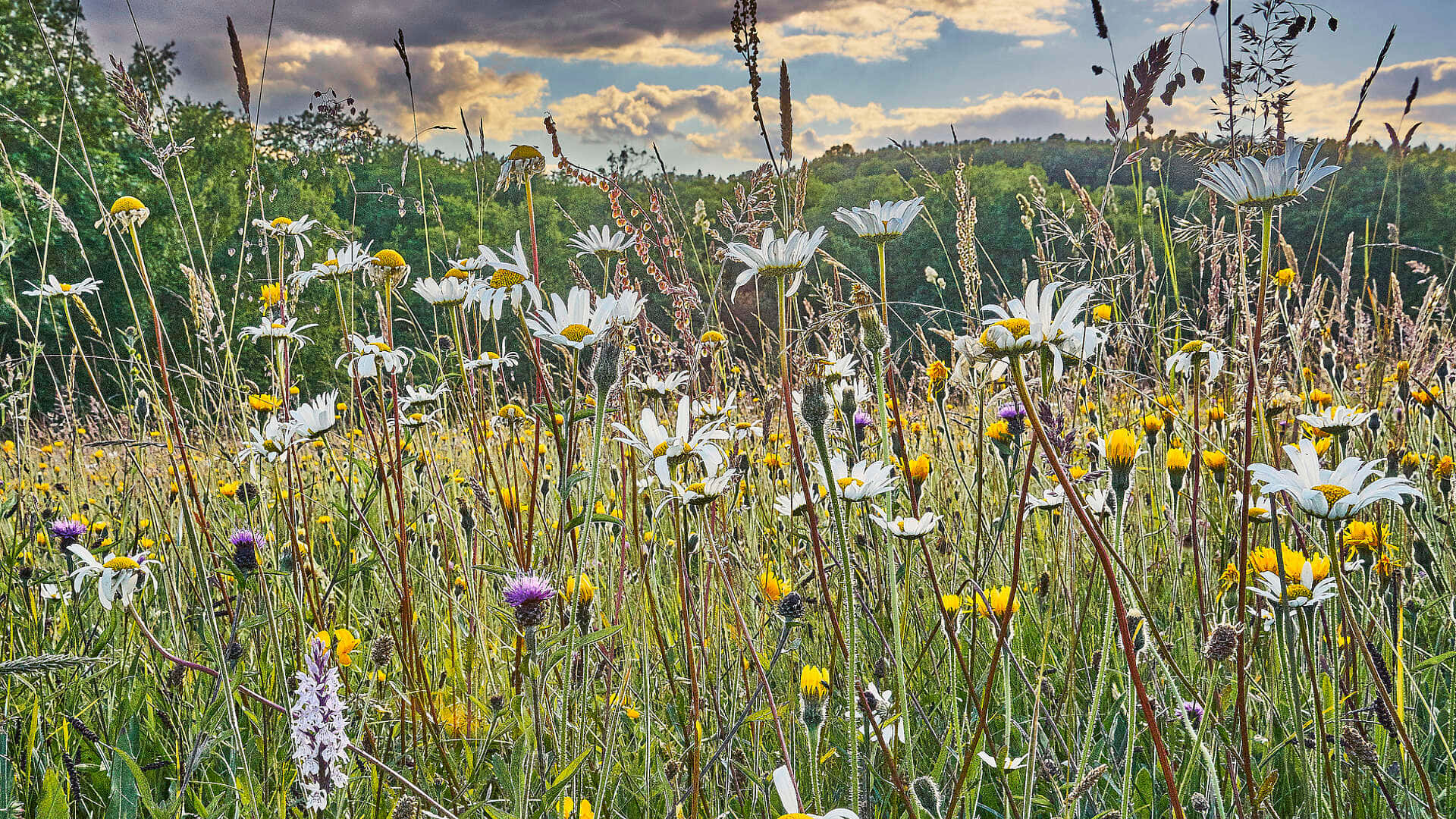 wild flower in meadows, meadow, white daisies, Full HD Desktop Wallpaper