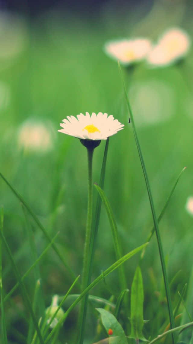 wild flower in meadows, white daisy, yellow center, SD Phone Wallpaper
