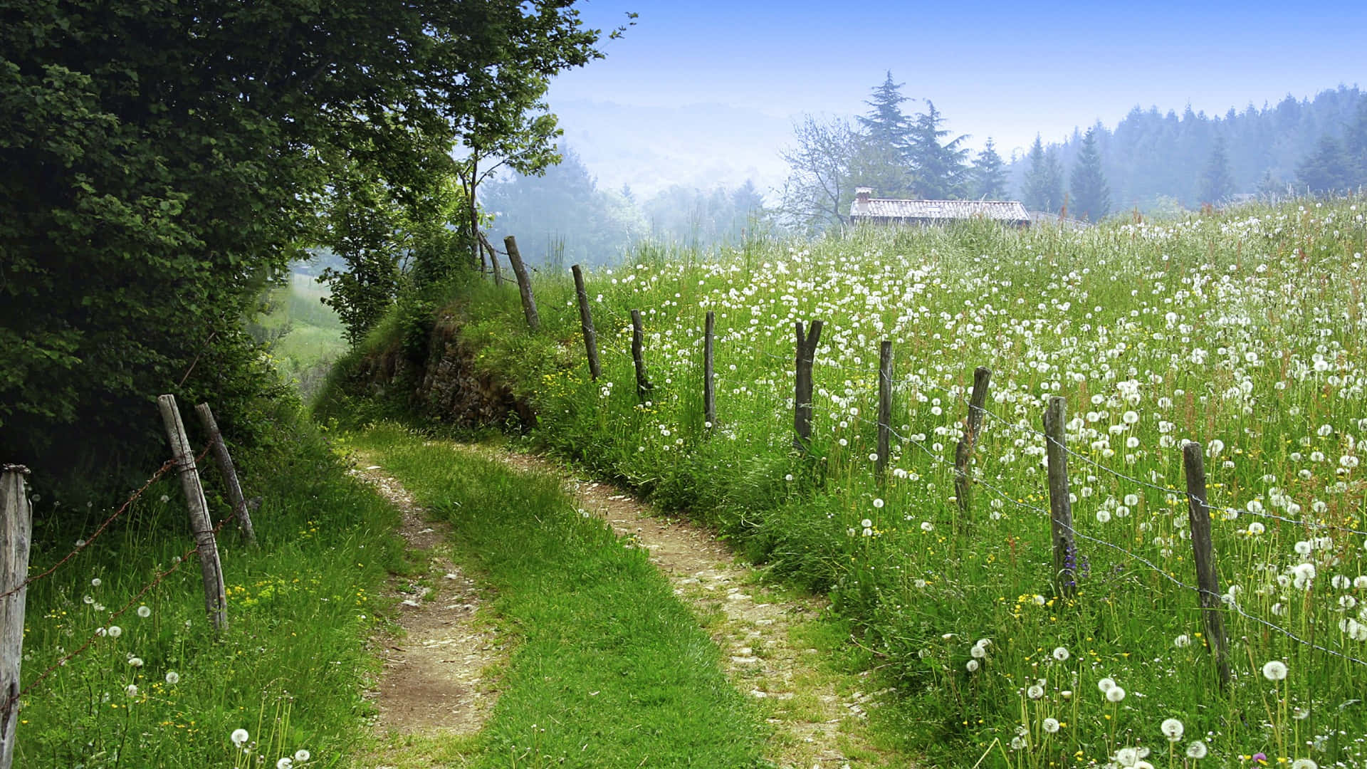 wild flower in meadows, lush green meadow, white dandelions, Full HD Desktop Wallpaper