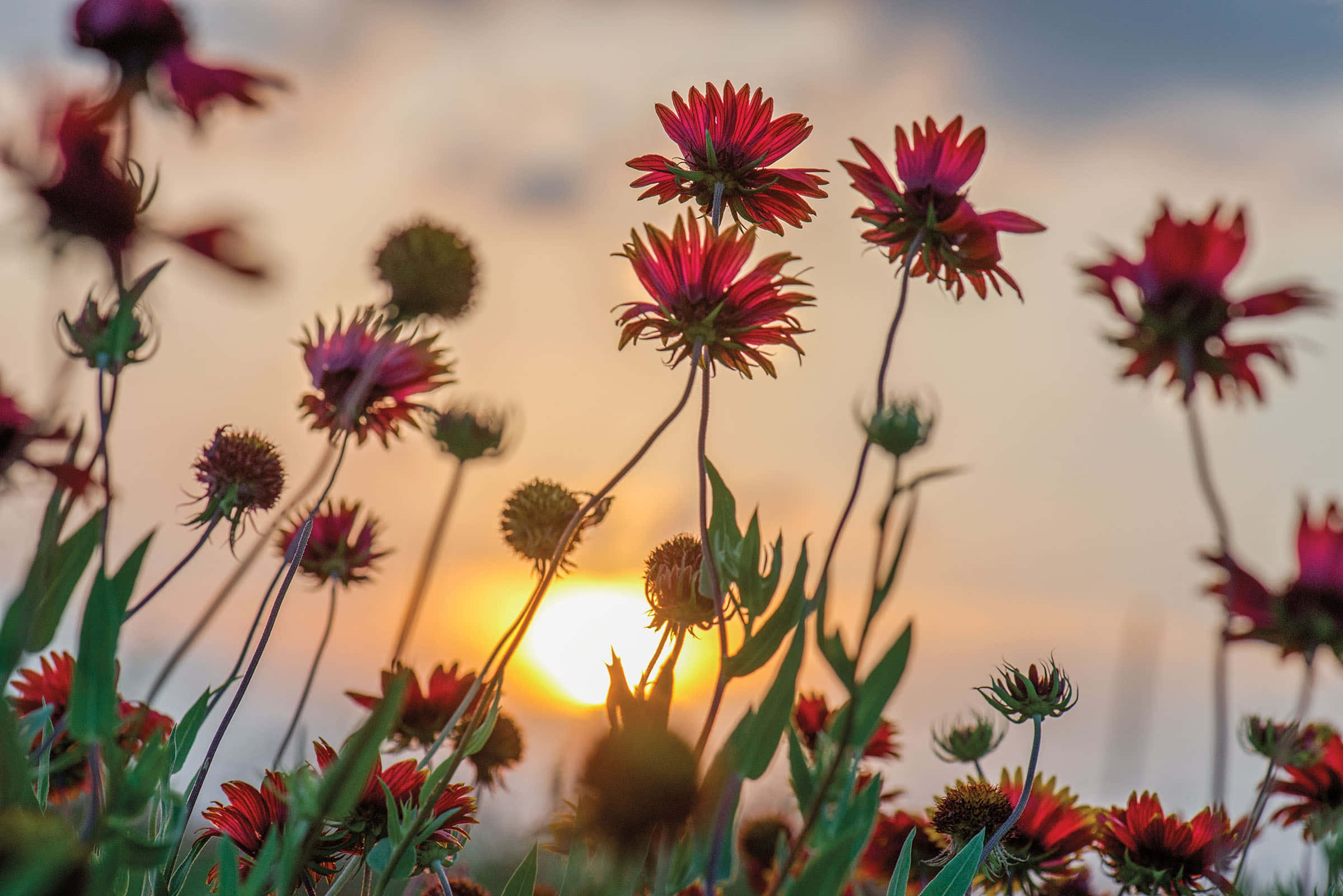 Sunset Blush Wildflowers, vibrant red flowers, golden sunset field, Full HD Desktop Wallpaper