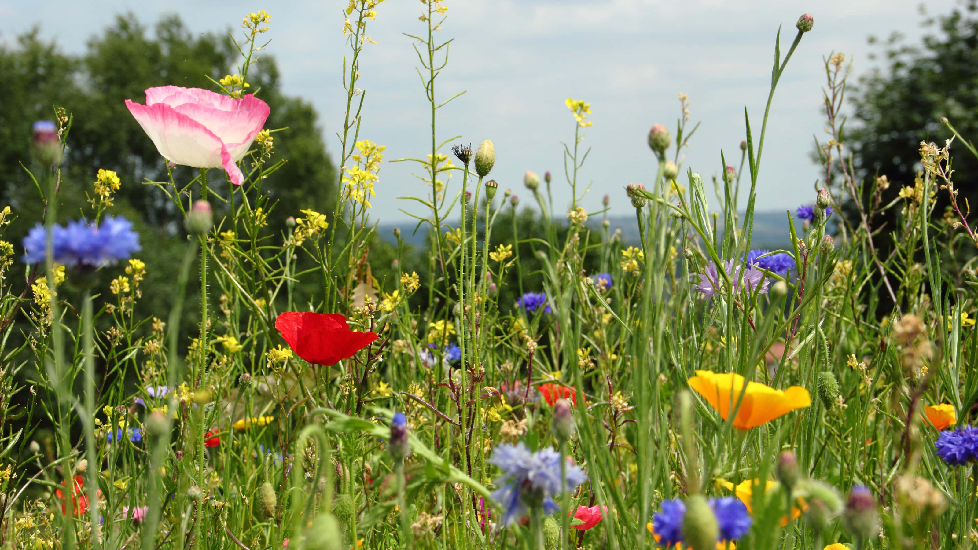 Wildflower, meadows, pink, 2K Desktop Wallpaper