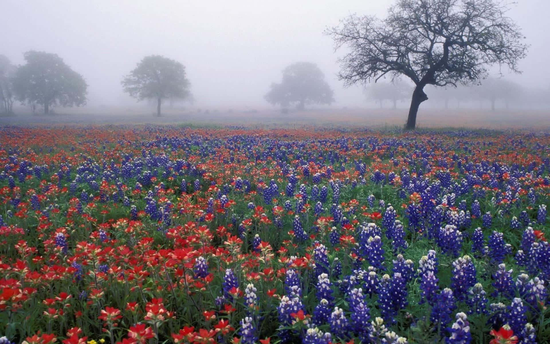 misty meadow, bluebonnets, Indian paintbrush, Full HD Desktop Wallpaper