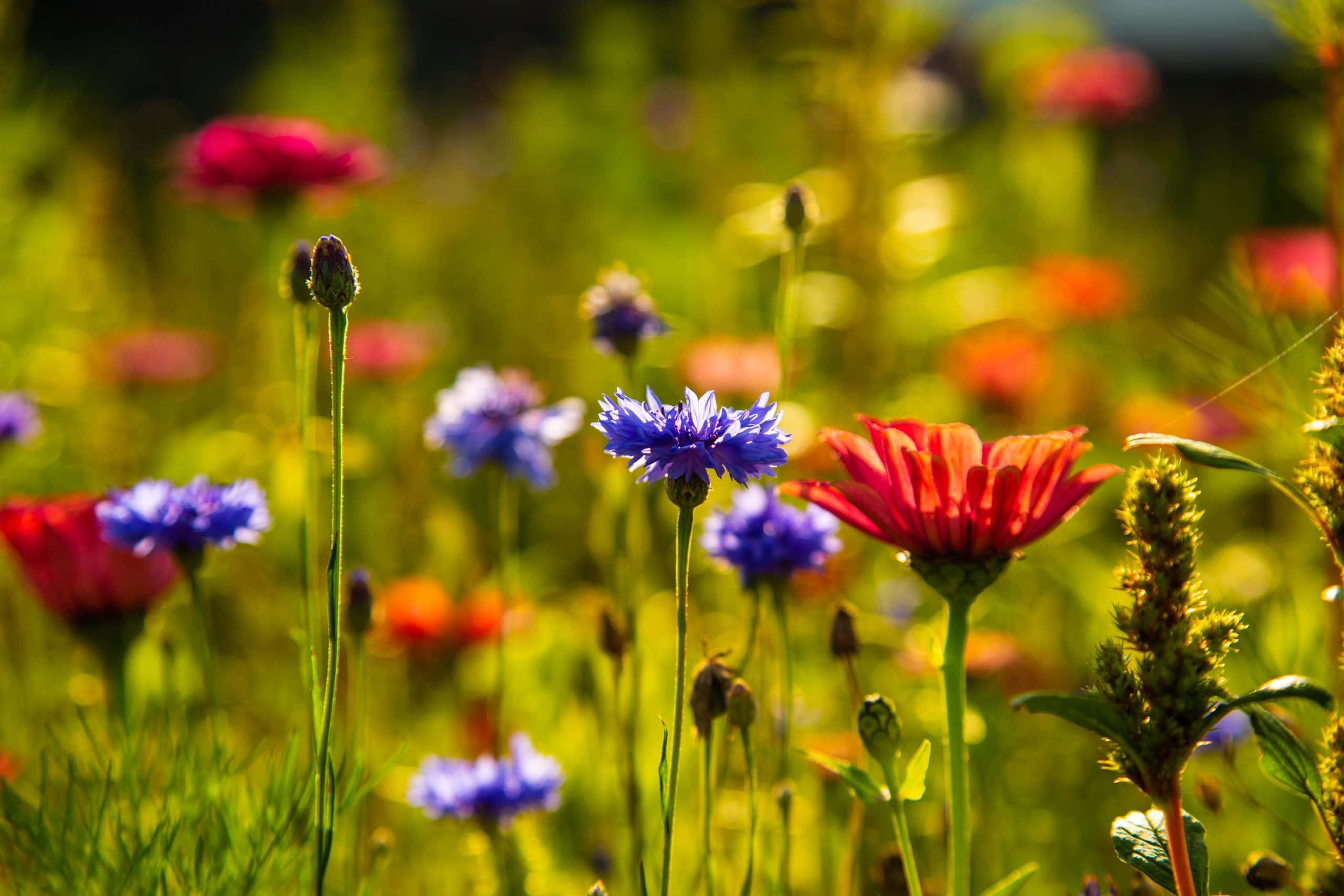 wild flower in meadows, purple, red, 2K Desktop Wallpaper