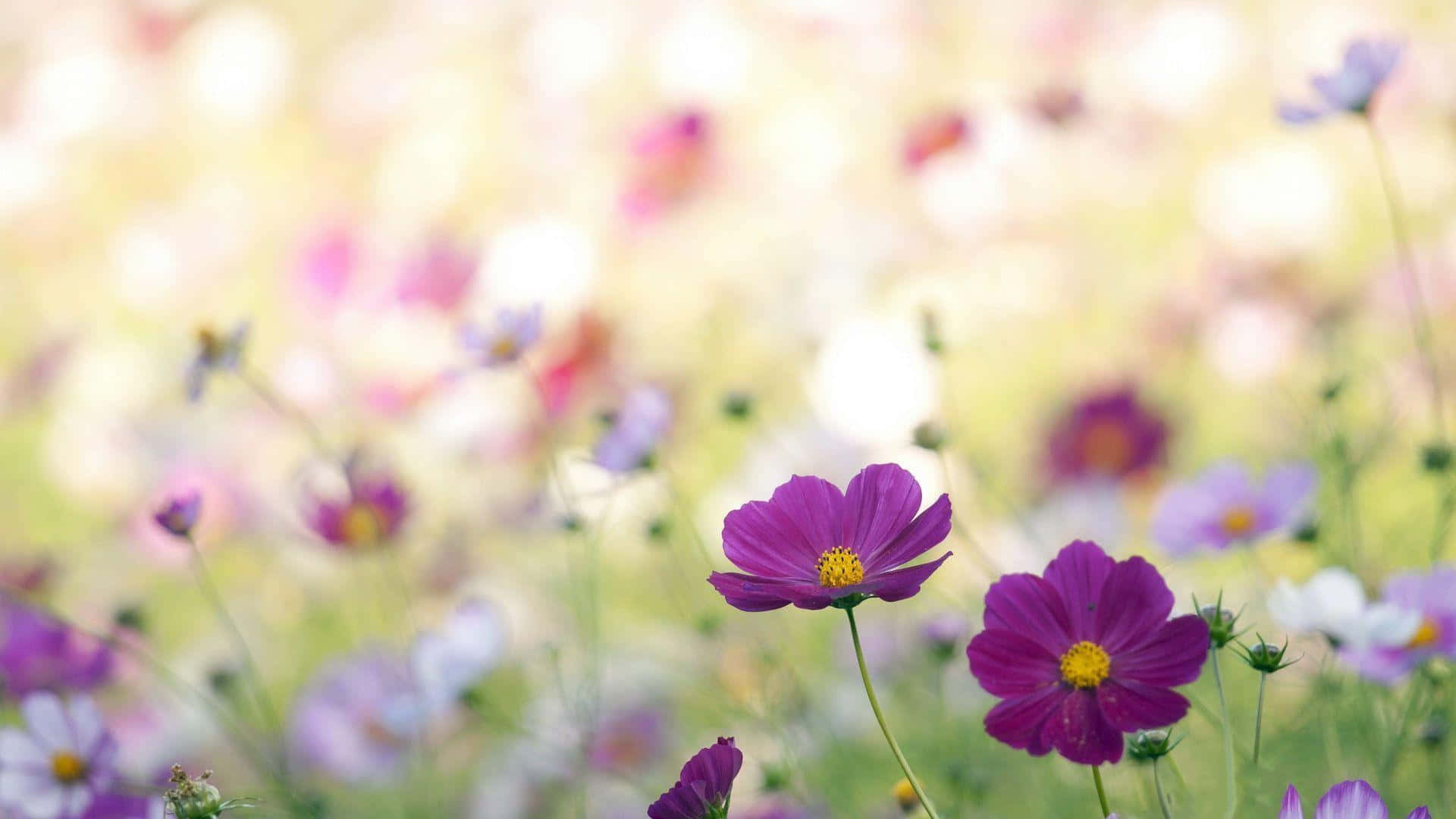 vintage wildflower meadow serenity, purple cosmos flowers, pastel field, Full HD Desktop Wallpaper