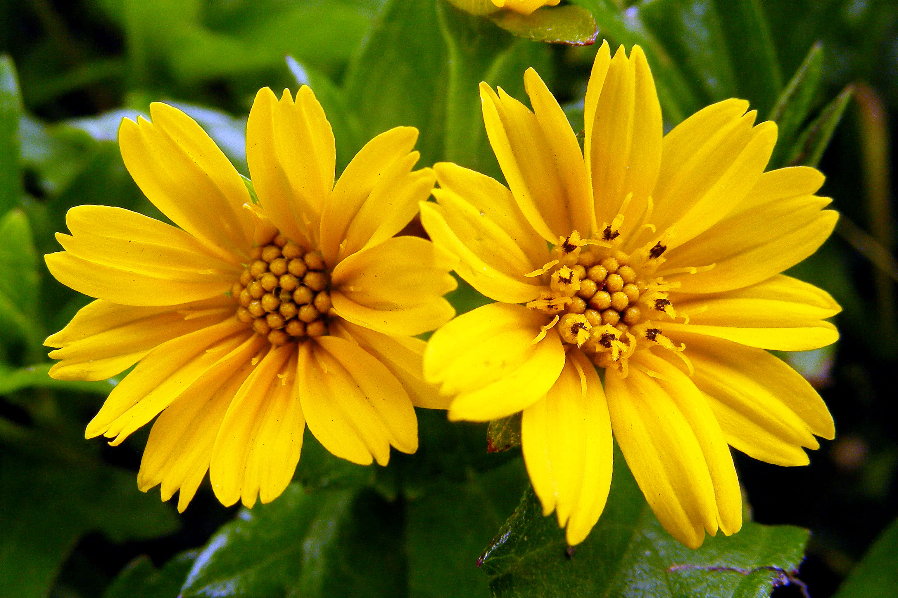 wildflowers, yellow daisylike flowers, detailed centers, 2K Desktop Wallpaper