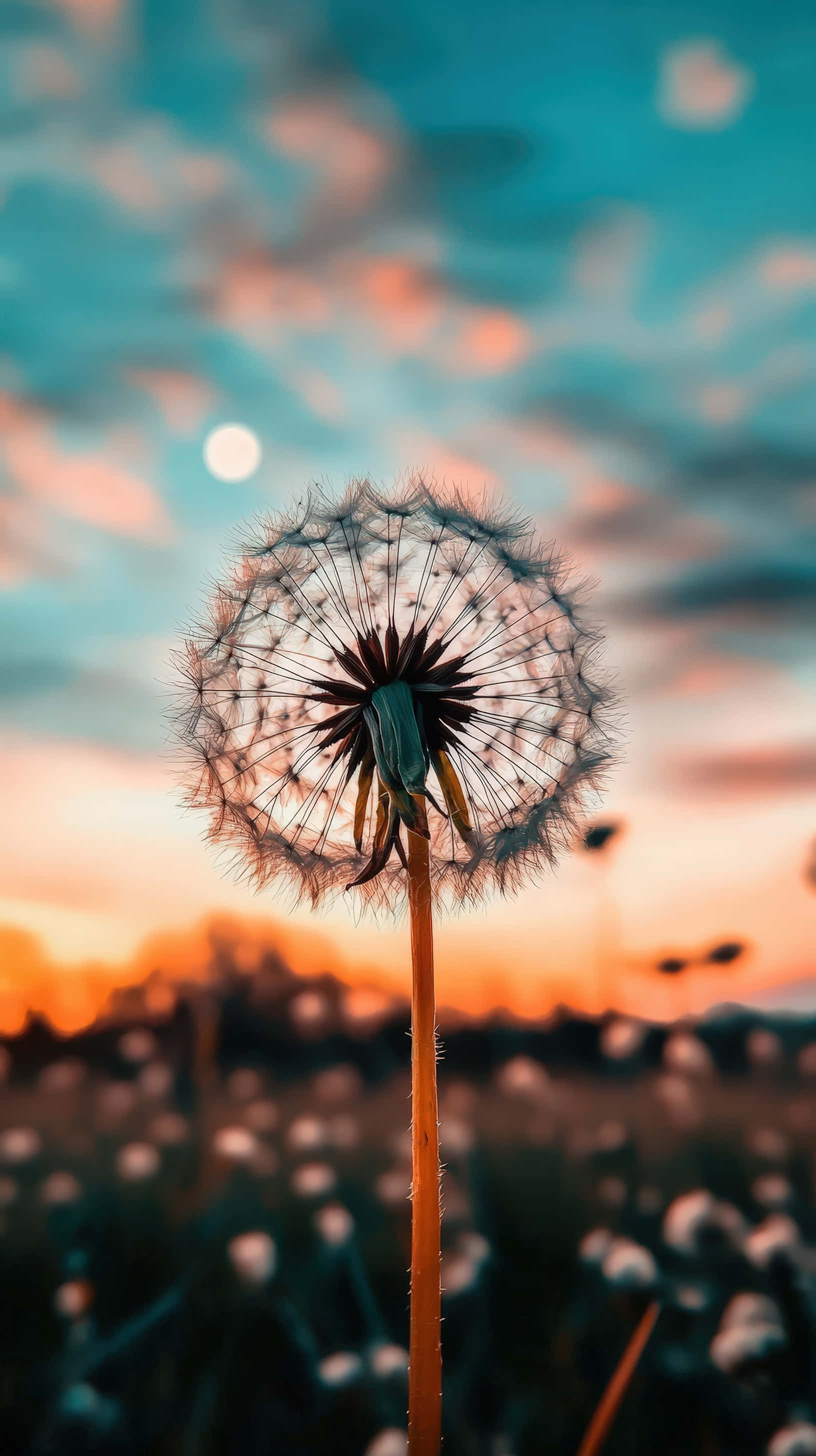 dandelion seed head, sunset, twilight sky, 2K Phone Wallpaper