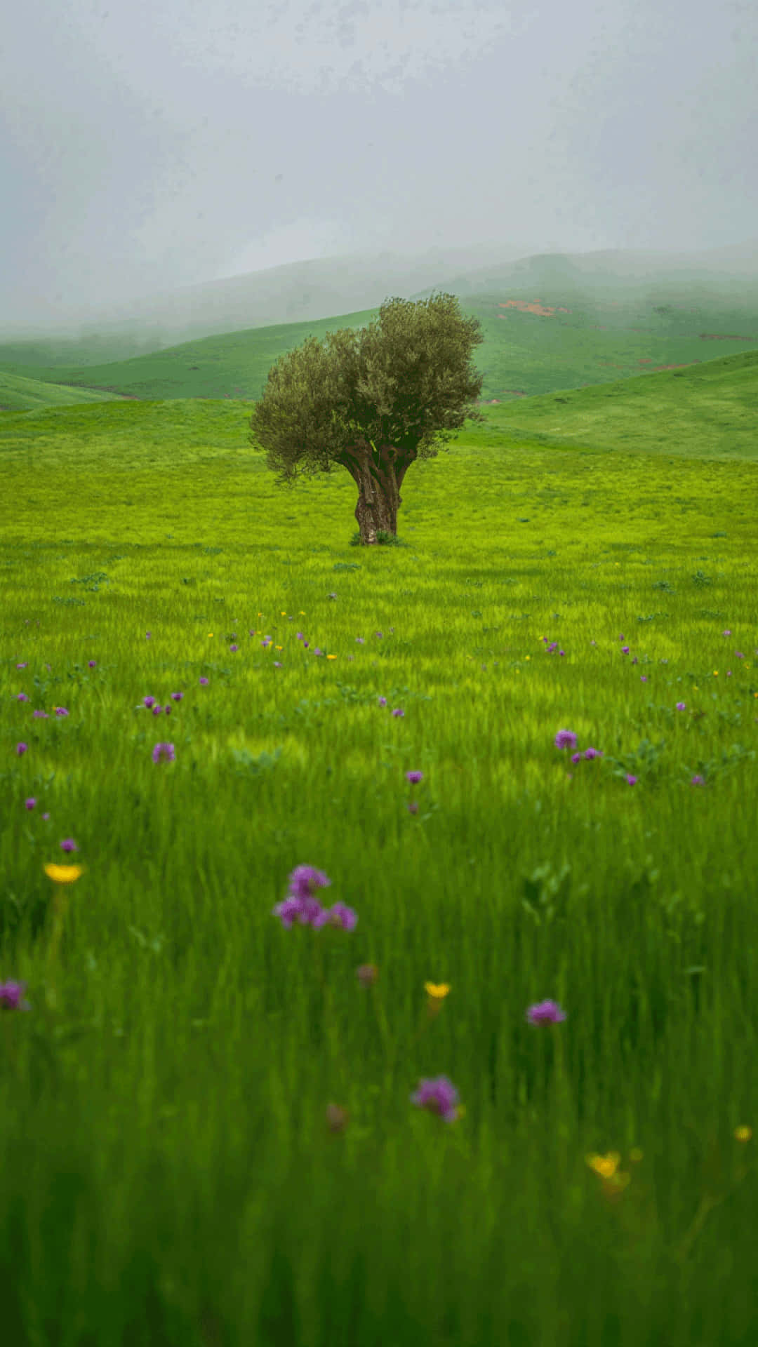 solitary tree, olive tree, blooming spring meadow, Full HD Phone Wallpaper