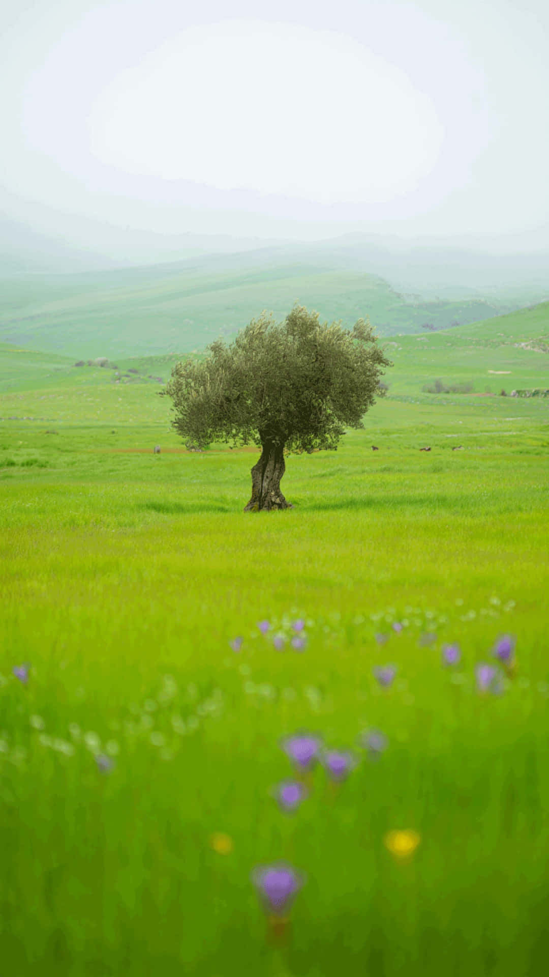solitary tree, olive tree, blooming spring meadow, Full HD Phone Wallpaper