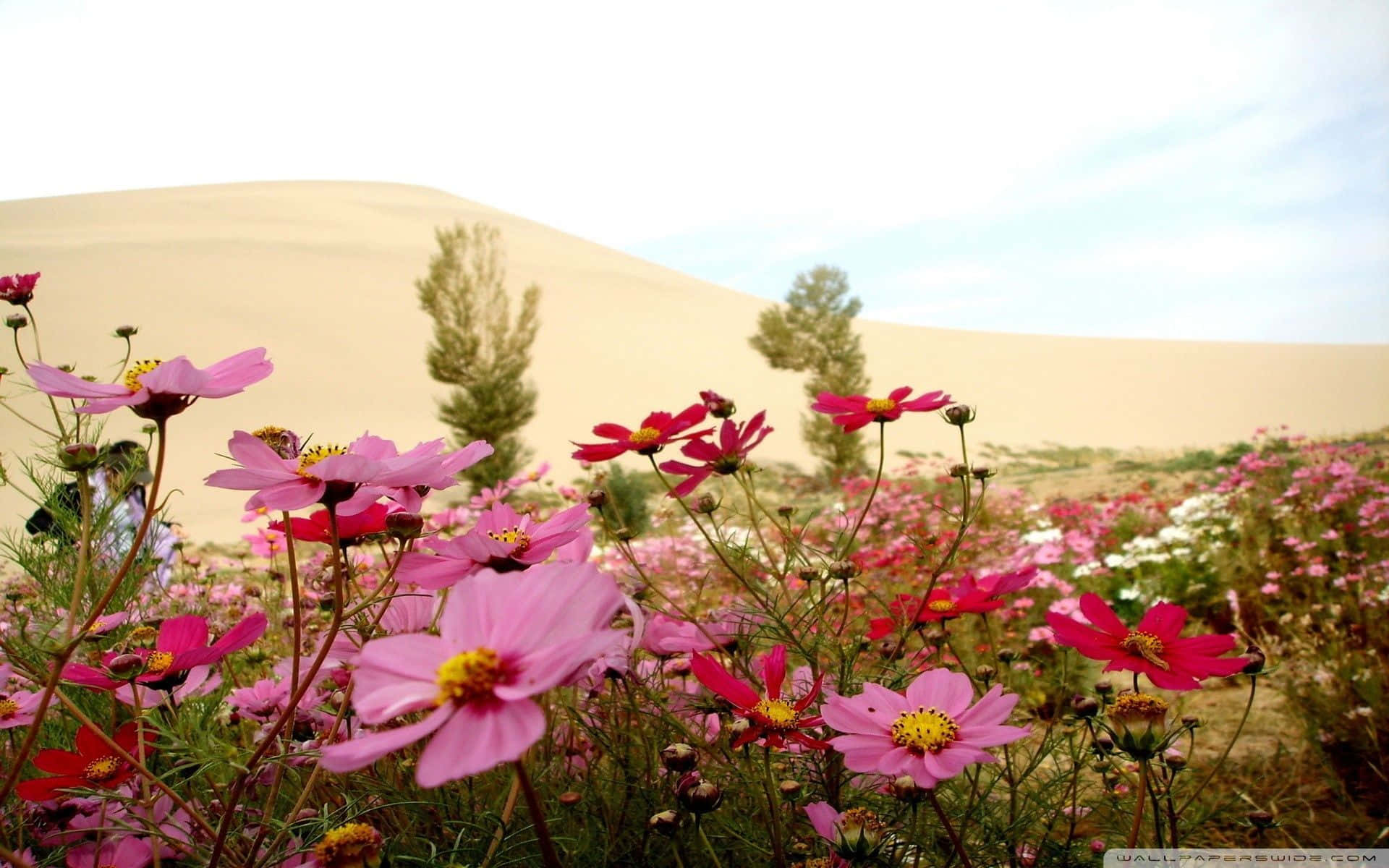 wildflowers, cosmos flowers, golden desert dunes, Full HD Desktop Wallpaper