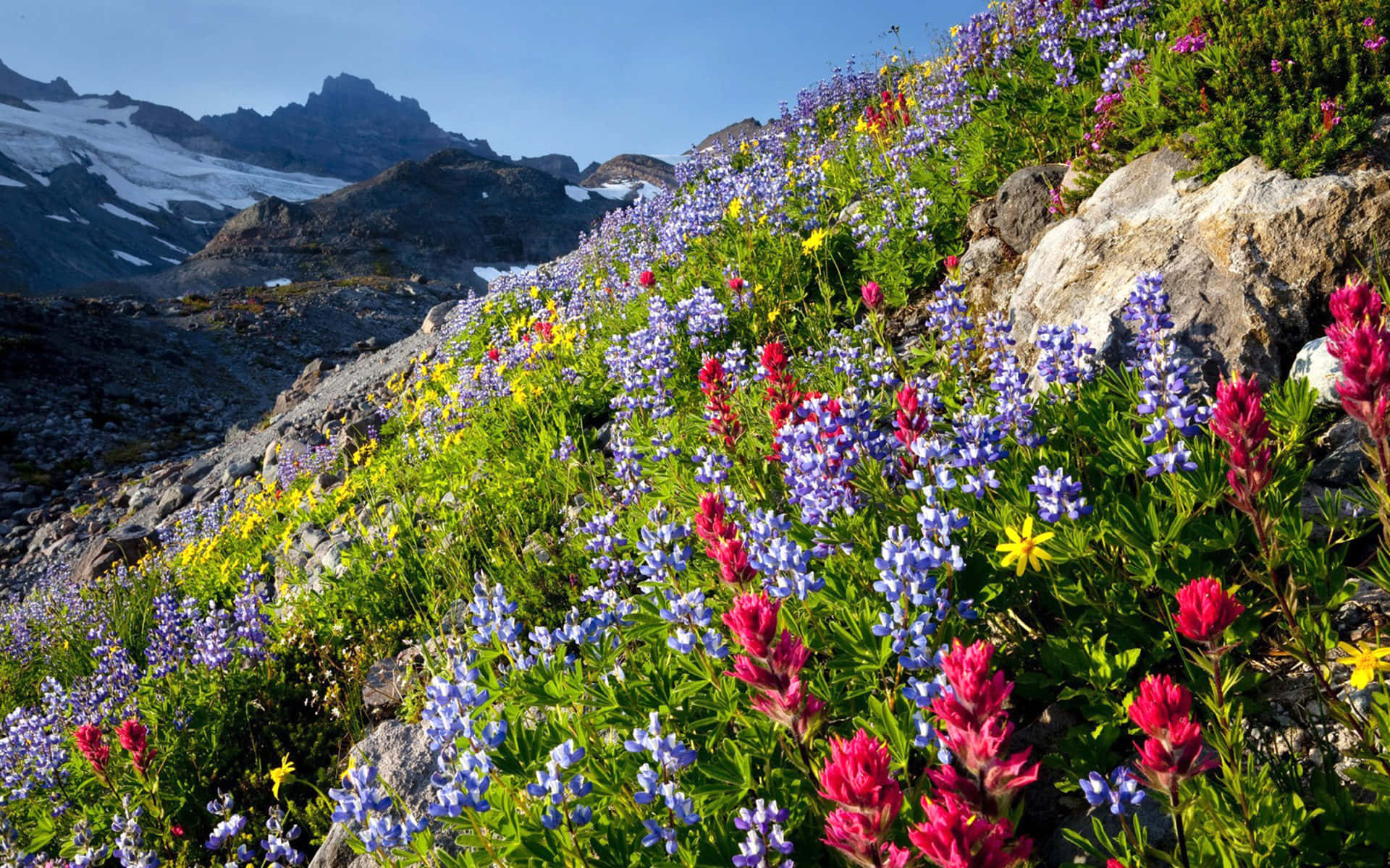 wildflowers, purple, pink, Full HD Desktop Wallpaper