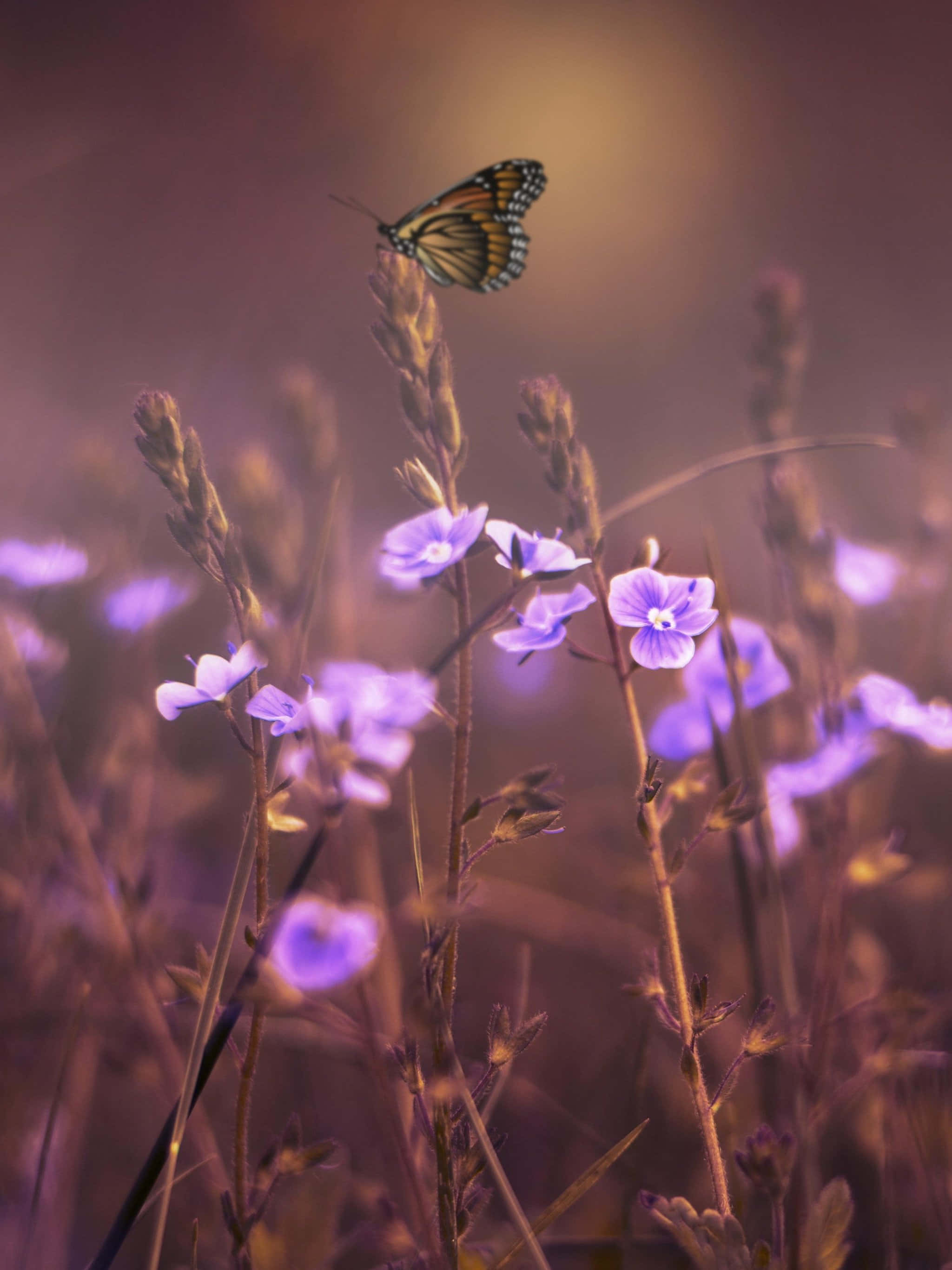 monarch butterfly, purple flower, golden haze, 2K Phone Wallpaper