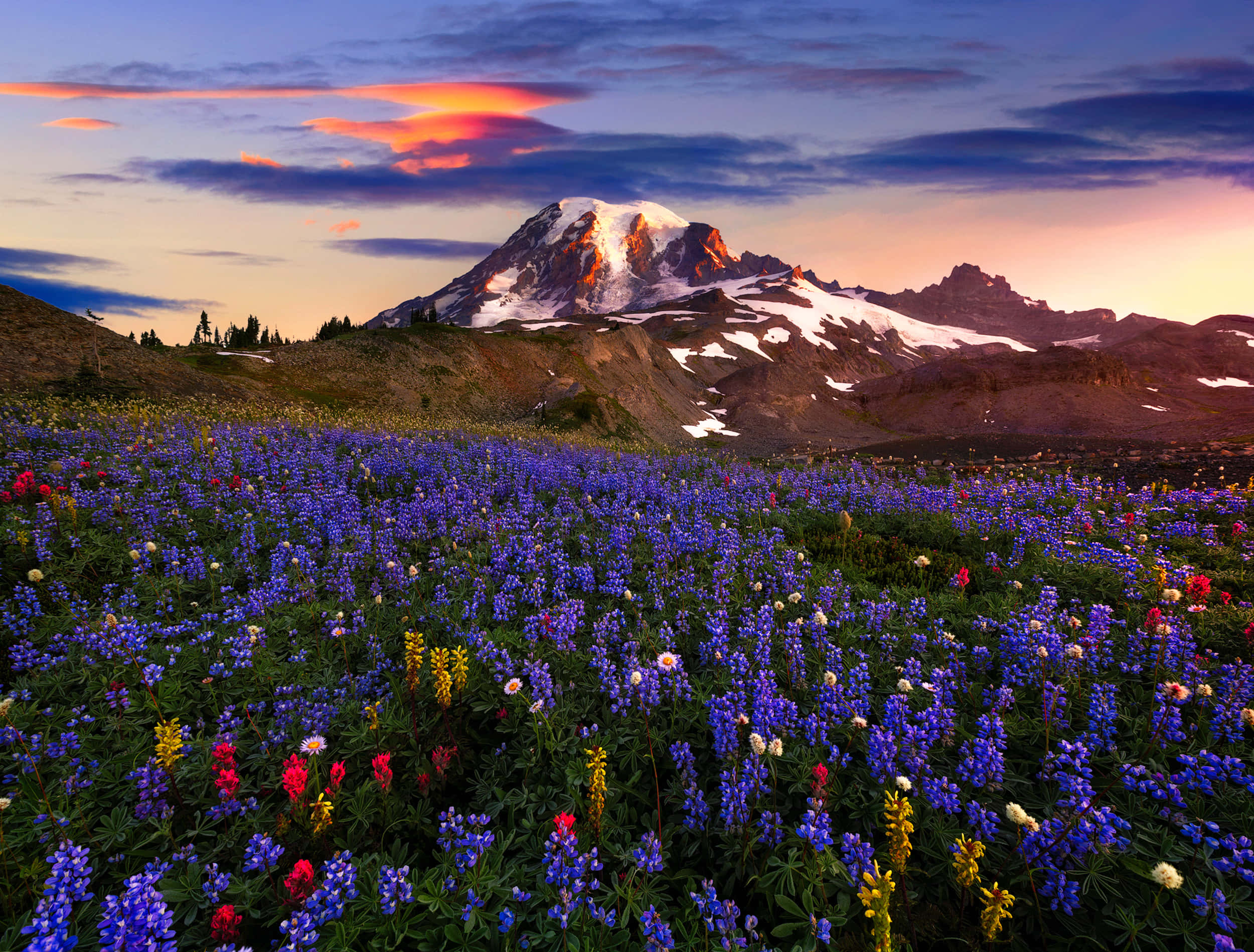 Wildflowers, snow-capped mountain, vibrant field of purple red and yellow wildflowers, Full HD Desktop Wallpaper