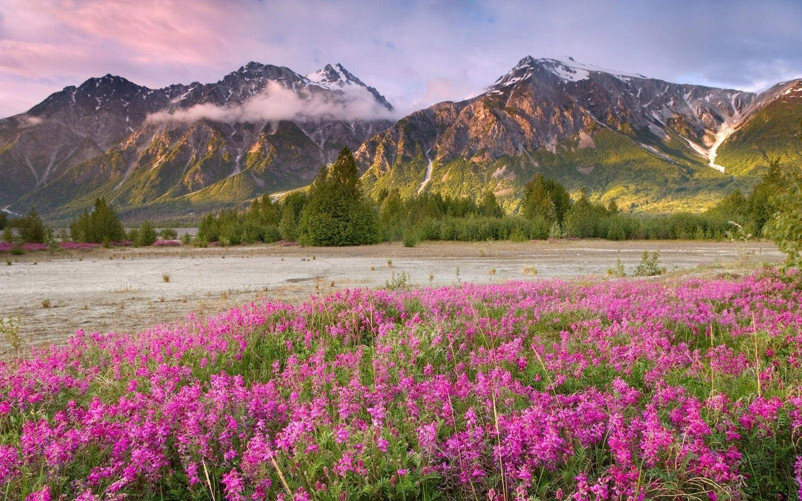 spring, pink wildflowers, snow-capped mountains, HD Desktop Wallpaper