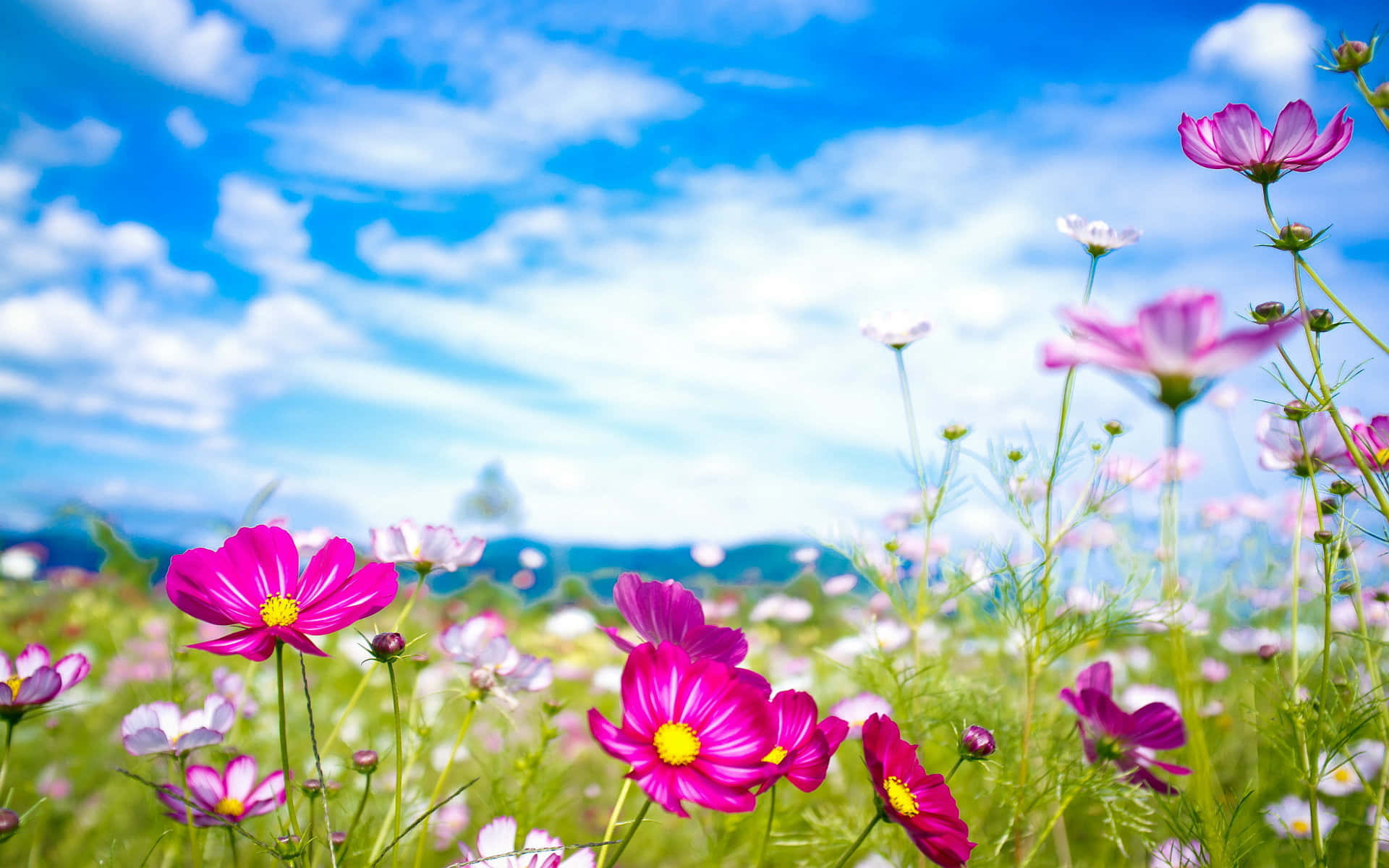 Wildflowers, pink cosmos flowers, sunlit meadow, Full HD Desktop Wallpaper