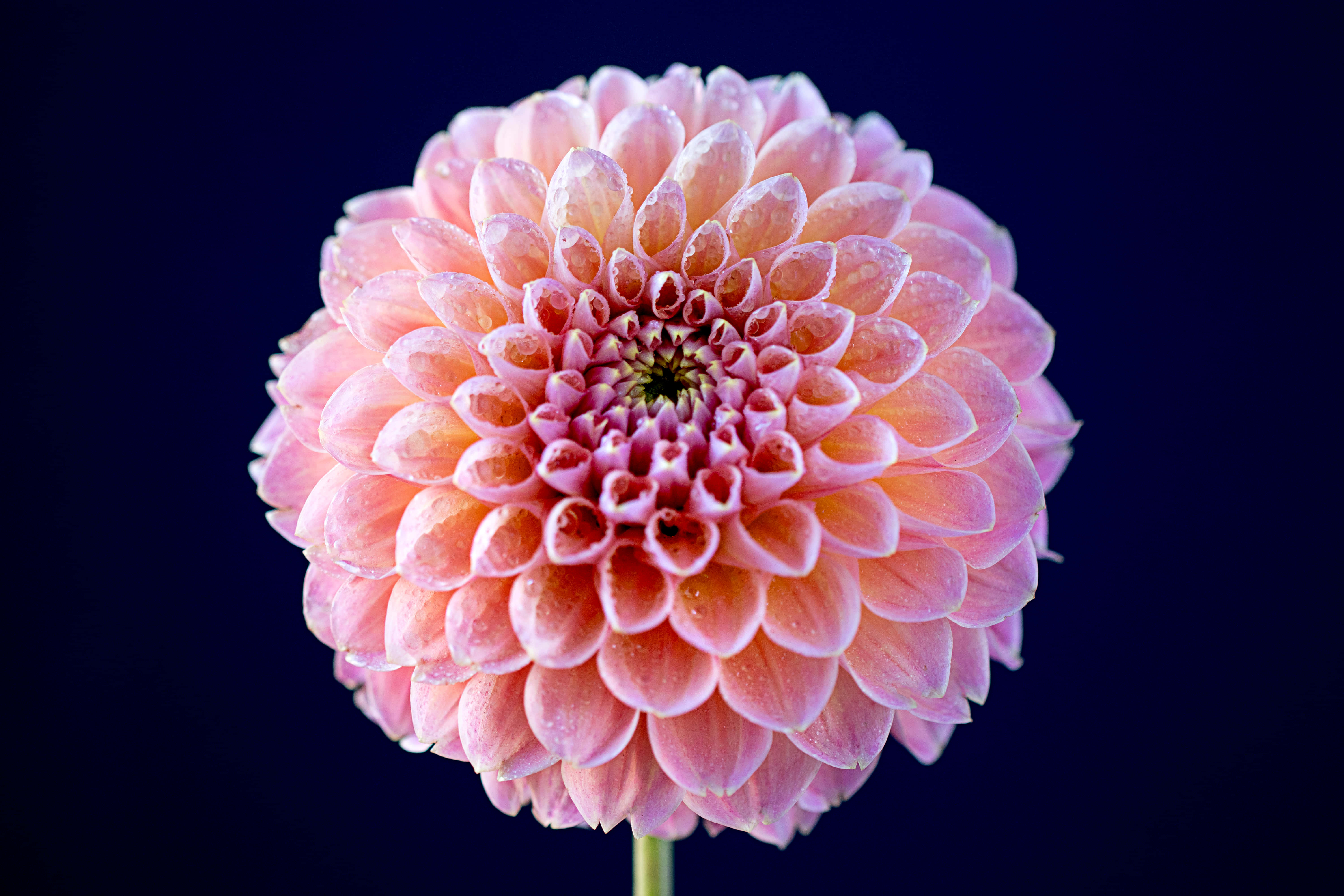 Wildflowers, pink dahlia, dewdrops, 5K Desktop Wallpaper