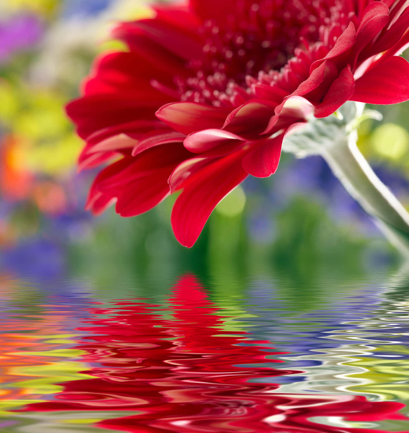 red gerbera daisy, rippling water, vibrant petals, HD Phone Wallpaper