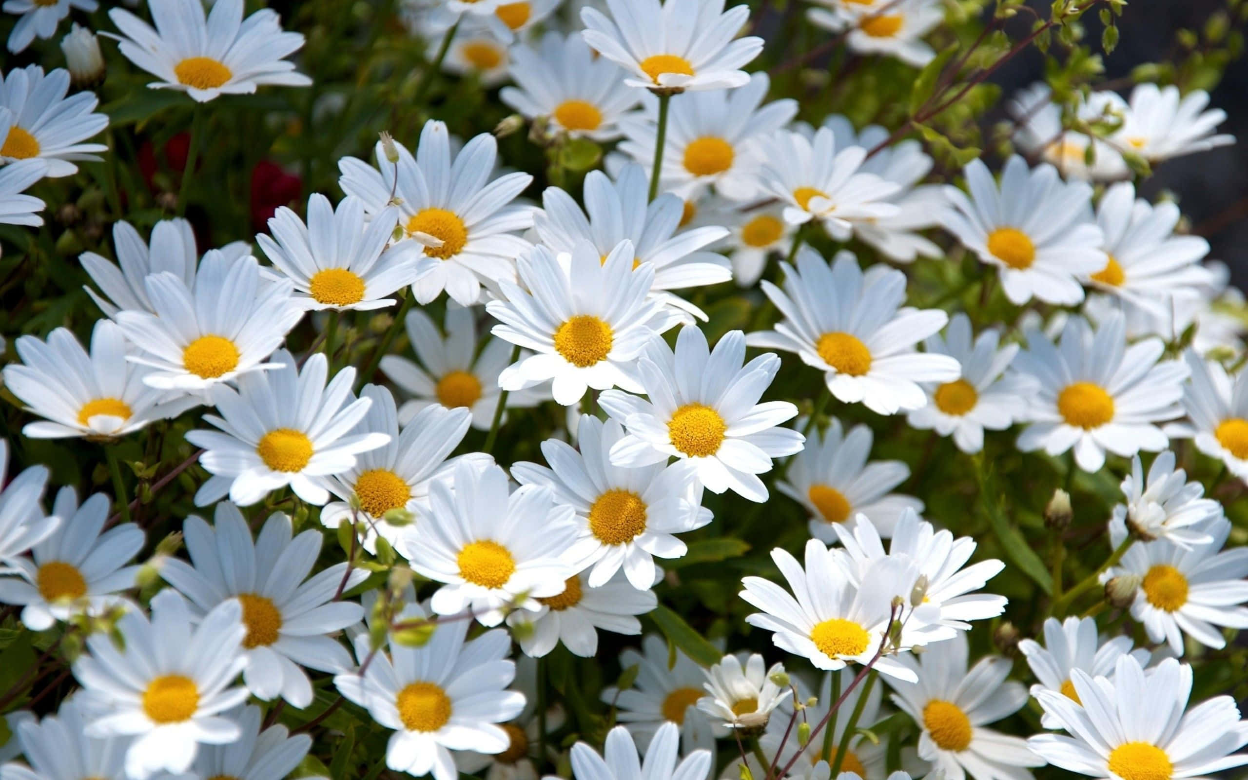 Aesthetic Daisy, white daisies, bright yellow centers, 2K Desktop Wallpaper