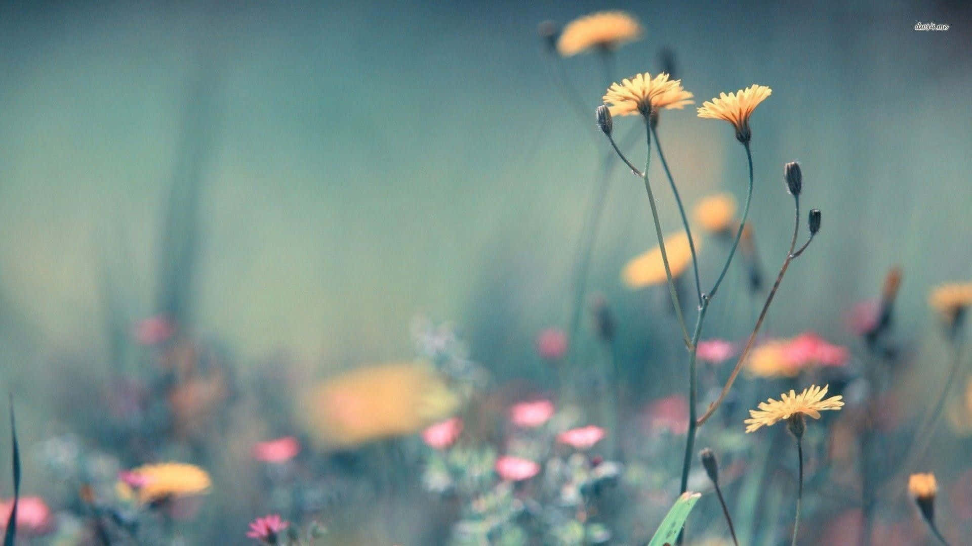 Wildflowers, yellow dandelions, pink flowers, Full HD Desktop Wallpaper