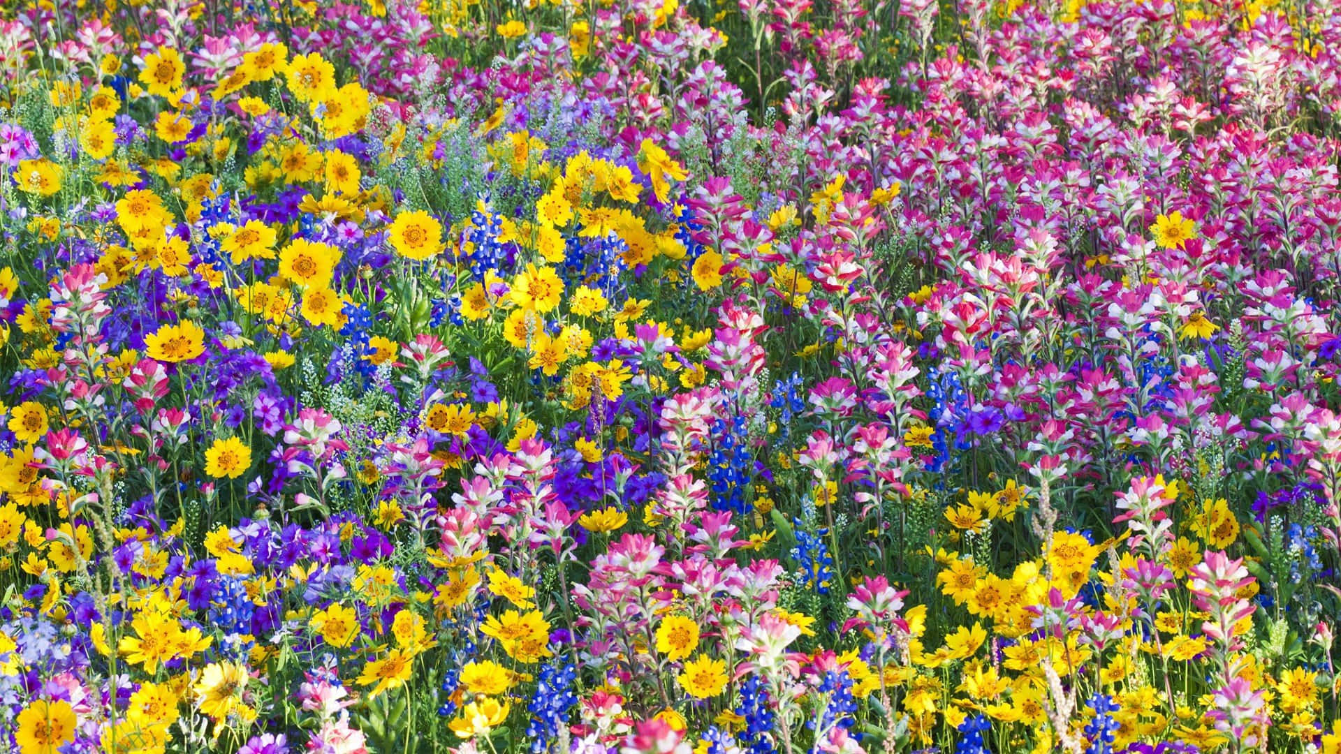 wildflowers, yellow, pink, Full HD Desktop Wallpaper