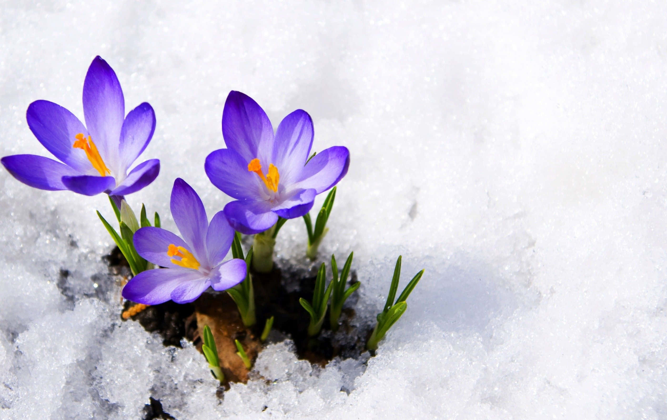 Wildflowers, purple crocus, orange centers, 2K Desktop Wallpaper