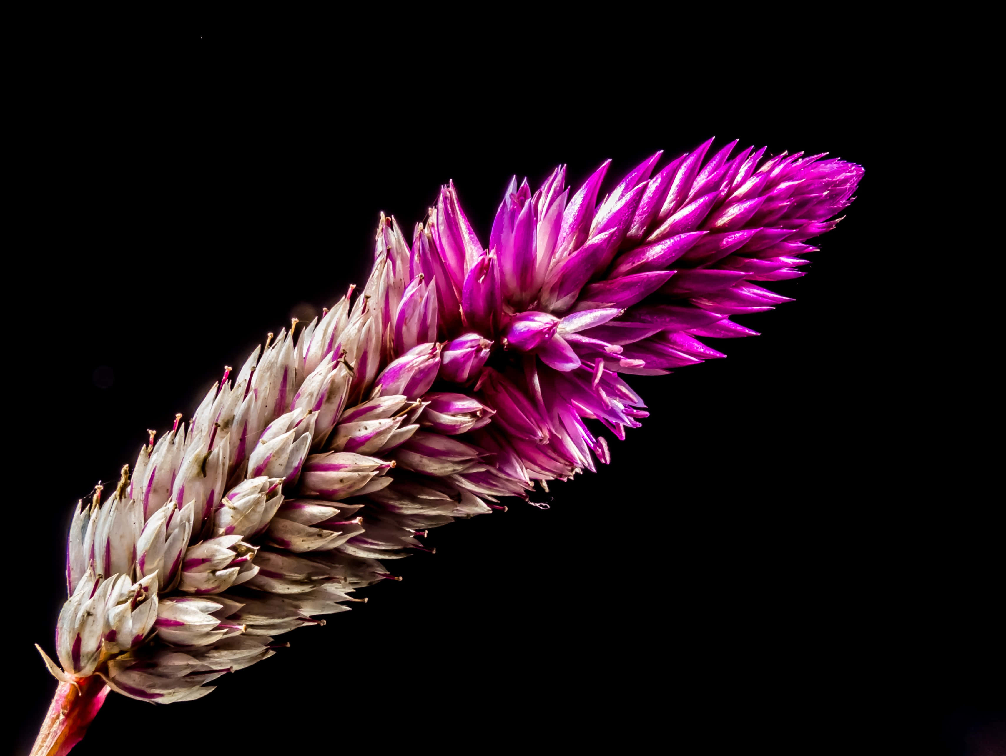 Wildflowers, vibrant purple, white flower spike, 2K Desktop Wallpaper