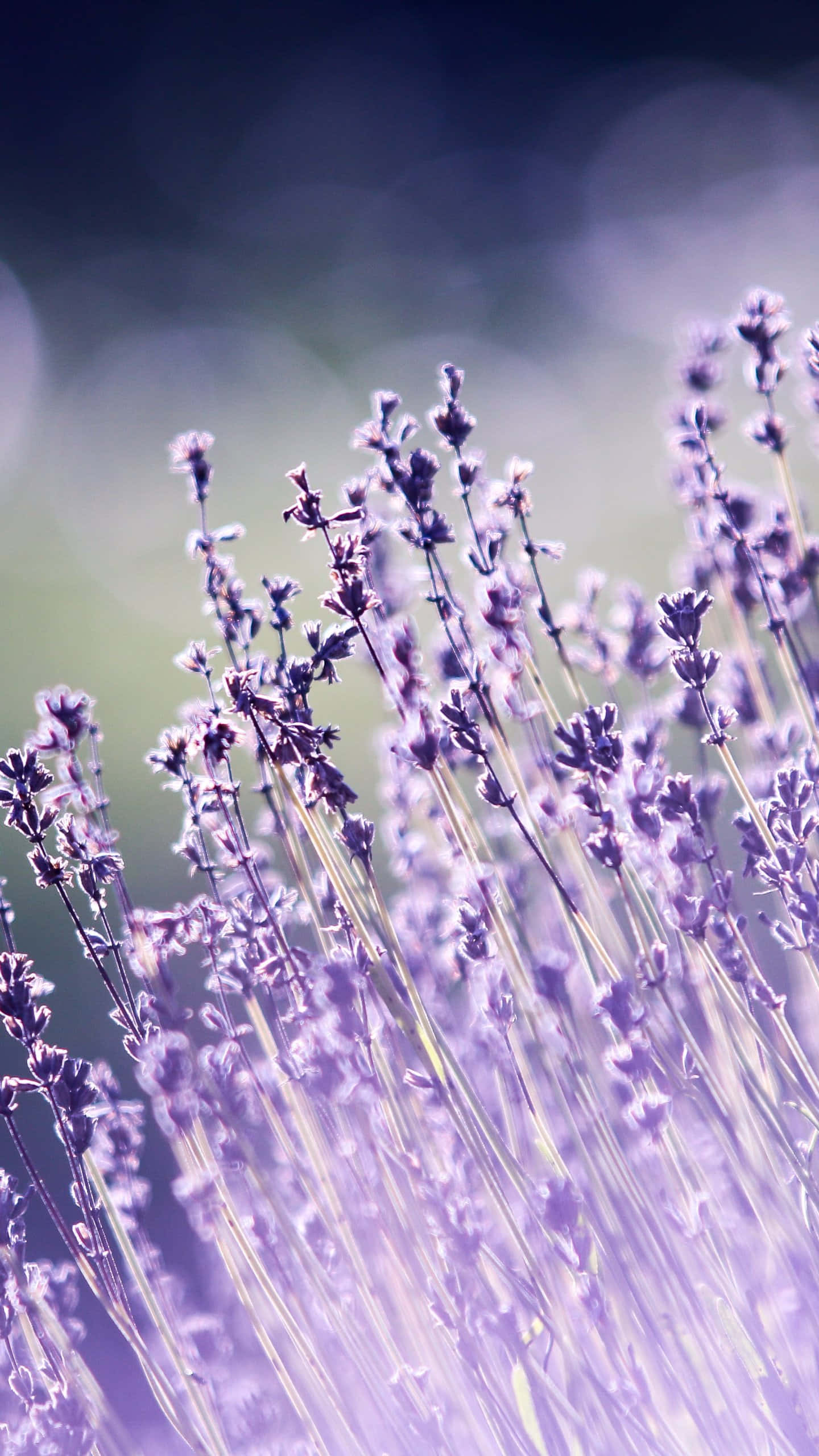 wildflowers, soft purple lavender spikes, dreamy blurred background, 2K Phone Wallpaper