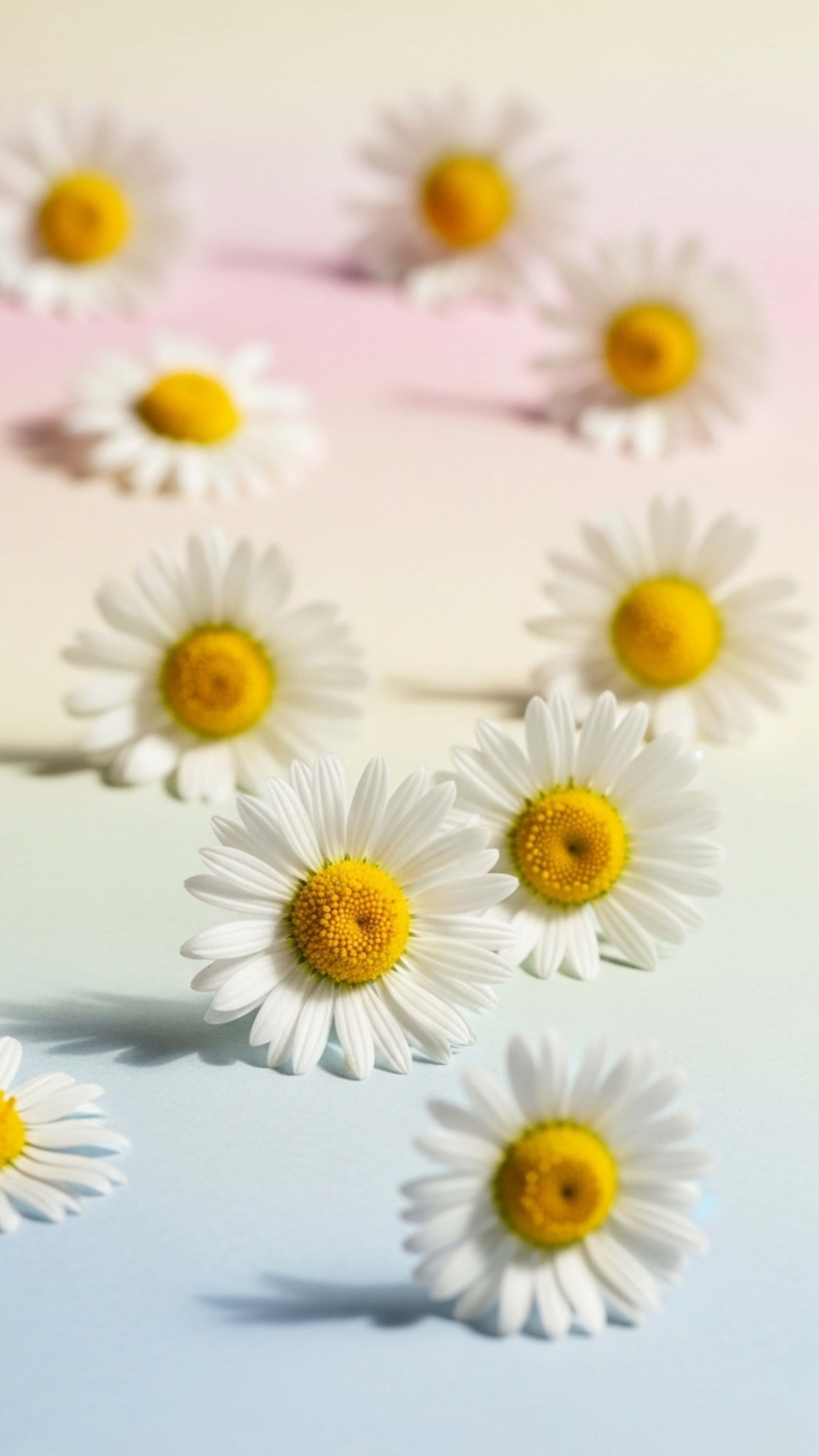 white daisies, yellow centers, soft gradient background, 5K Phone Wallpaper