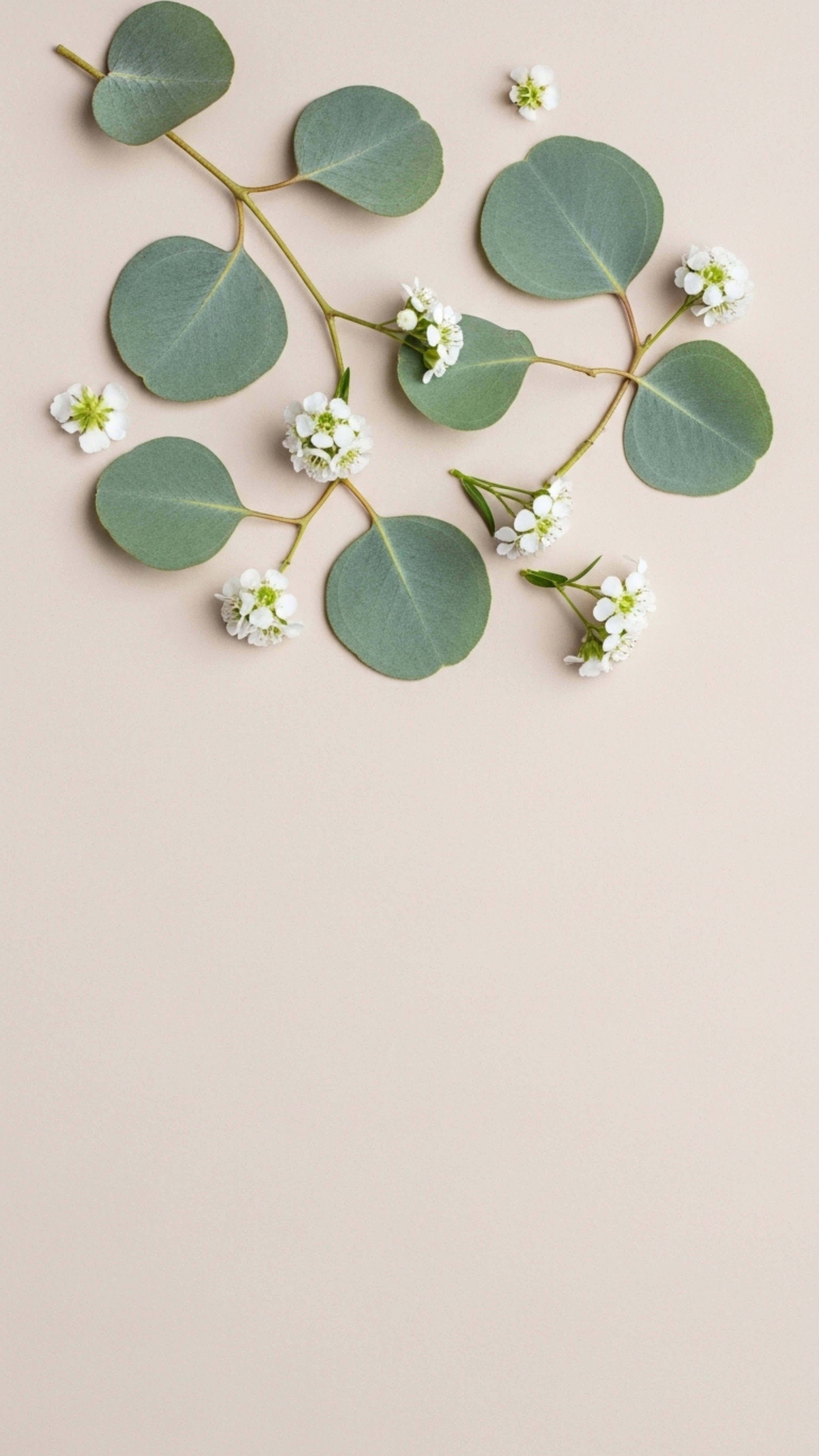 eucalyptus branches, round green leaves, delicate white flowers, 5K Phone Wallpaper