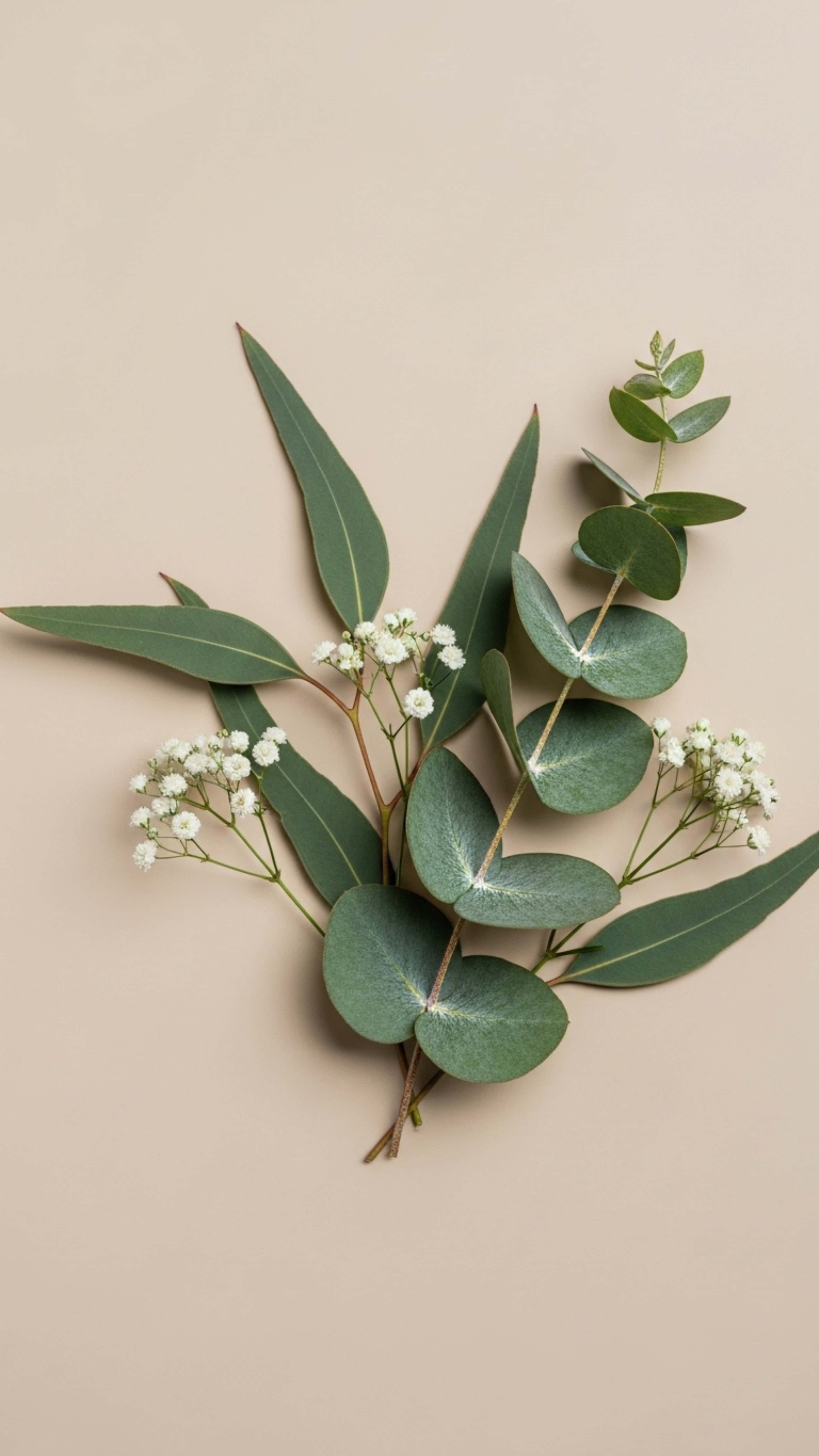 eucalyptus branches, round green leaves, delicate white baby's breath flowers, 5K Phone Wallpaper