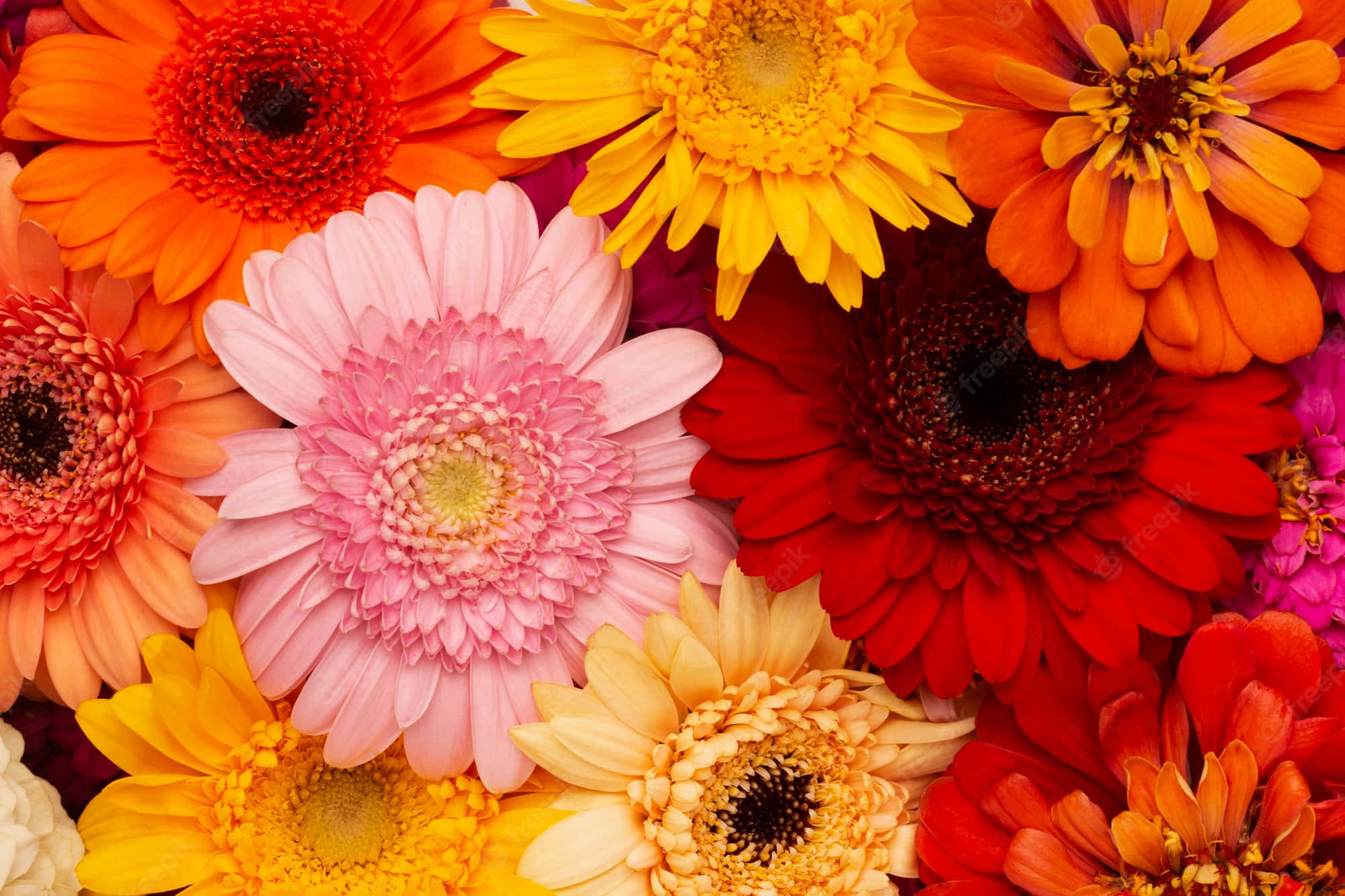 gerbera daisies, red, oranges, Full HD Desktop Wallpaper