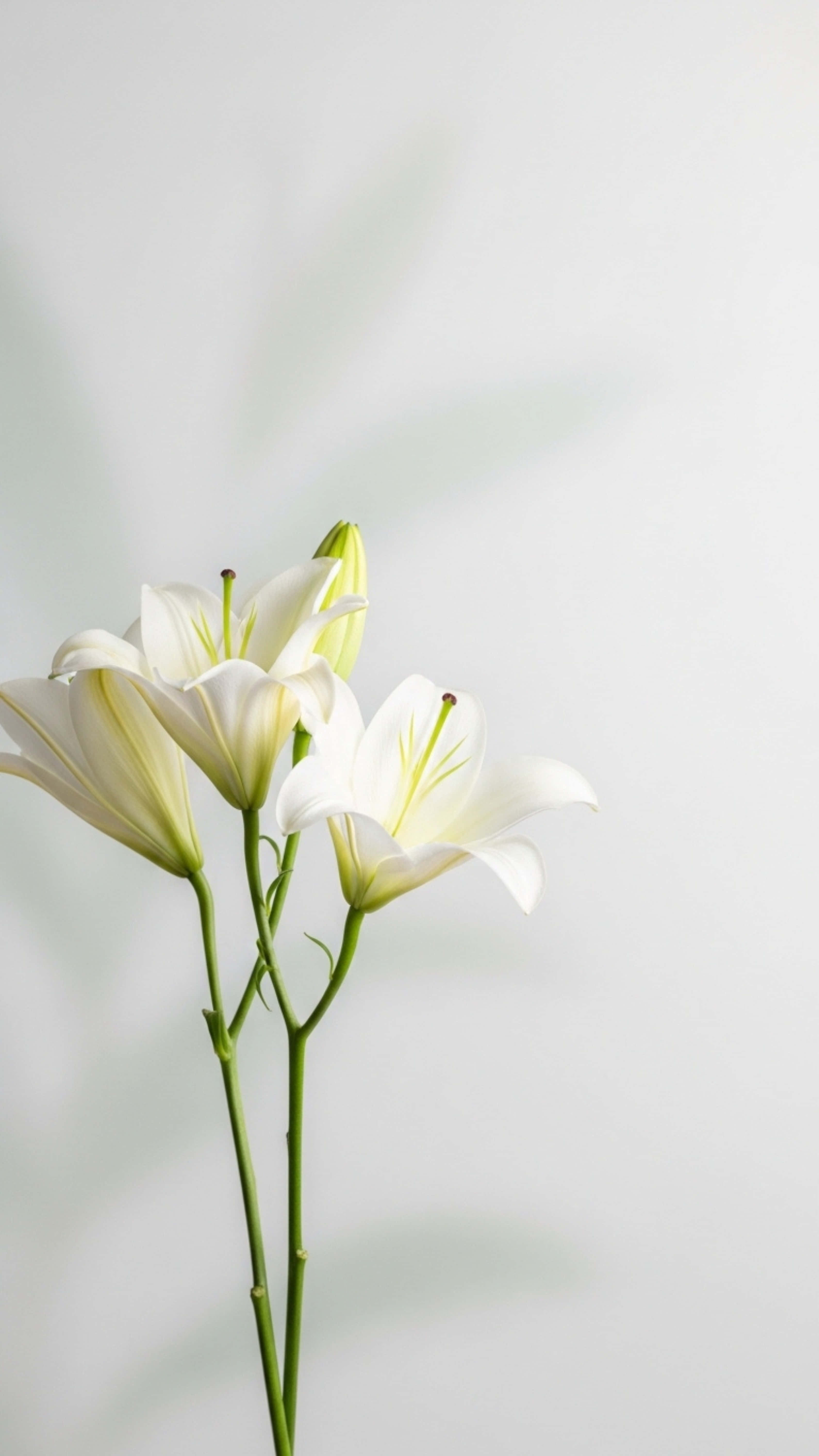 white lilies, green stems, pale gray background, 5K Phone Wallpaper
