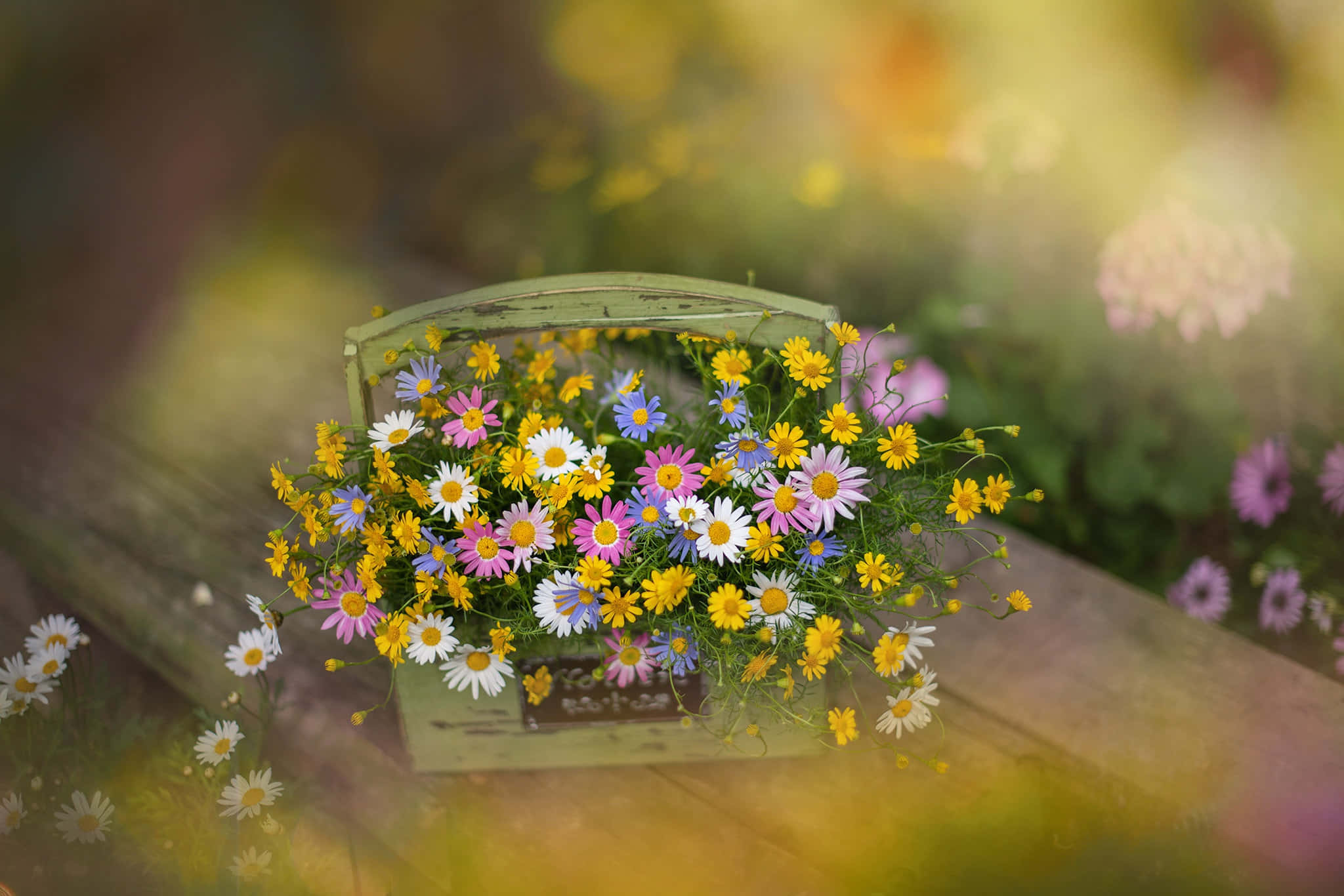 wildflowers, rustic green basket, colorful daisies, Full HD Desktop Wallpaper