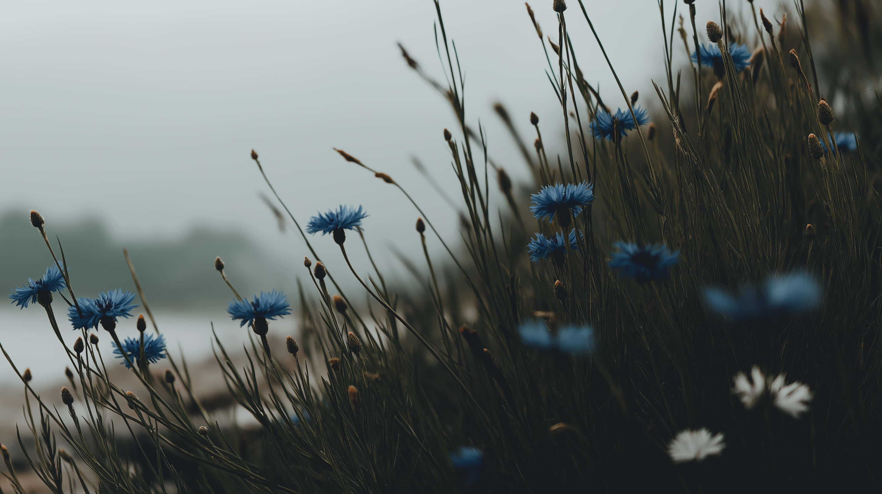 cornflowers, grass, misty waterside, 2K Desktop Wallpaper